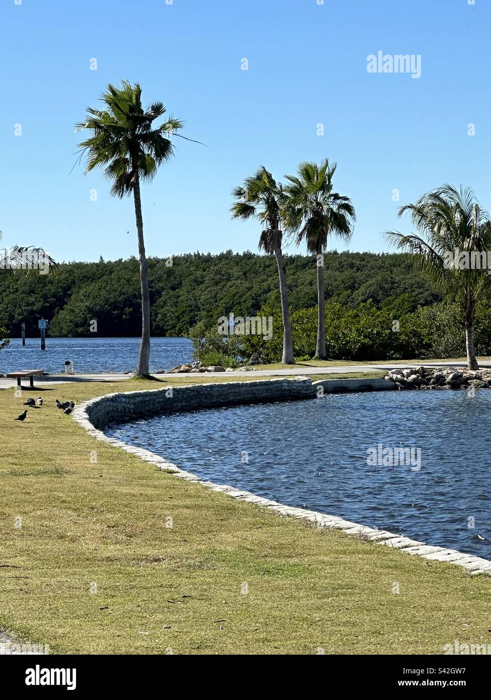 Passeggiata nel parco delle palme Foto stock - Alamy