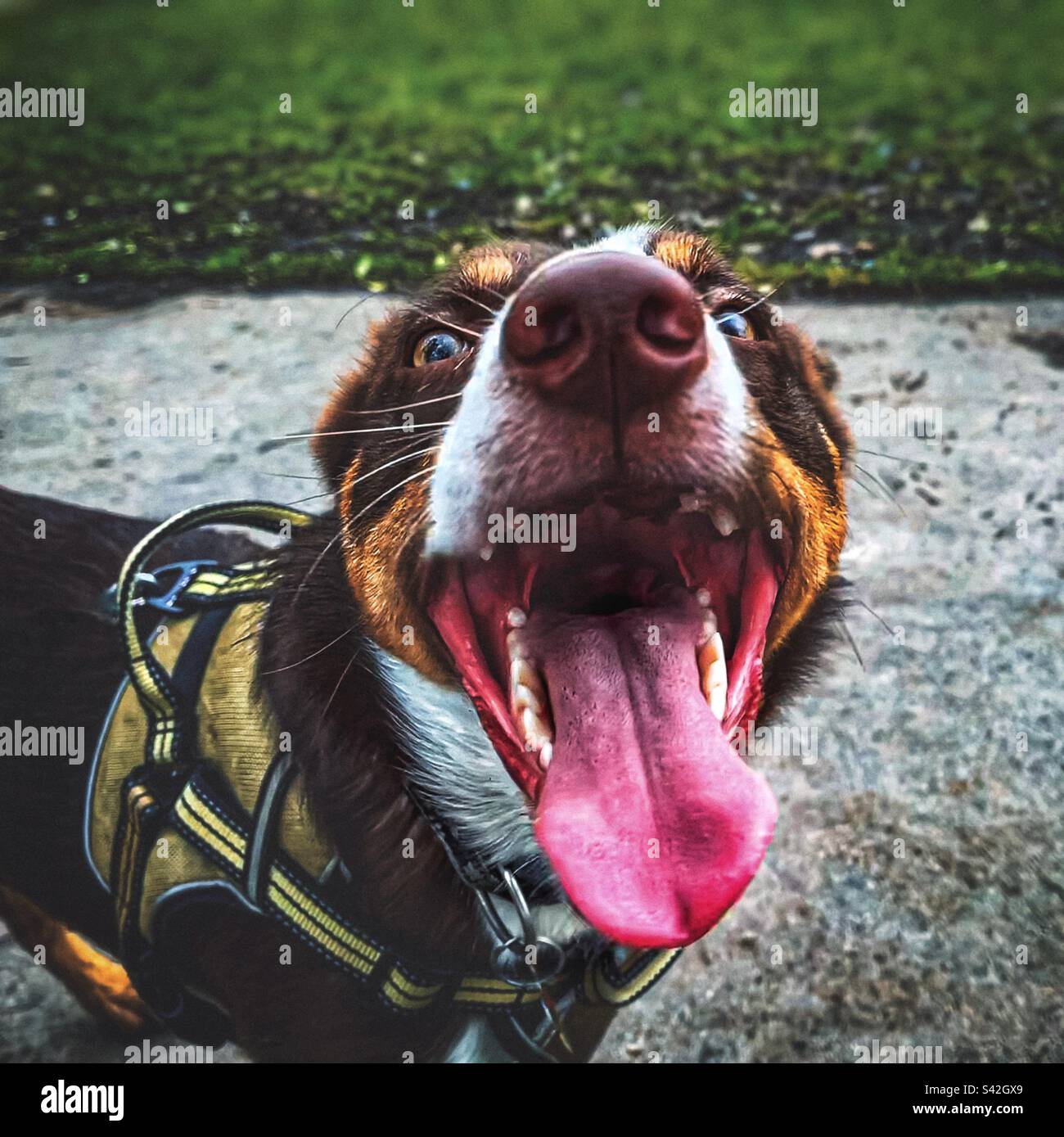 Aprire il colletto a bocca di cani g faccia - Immagine stock catturata con smartphone