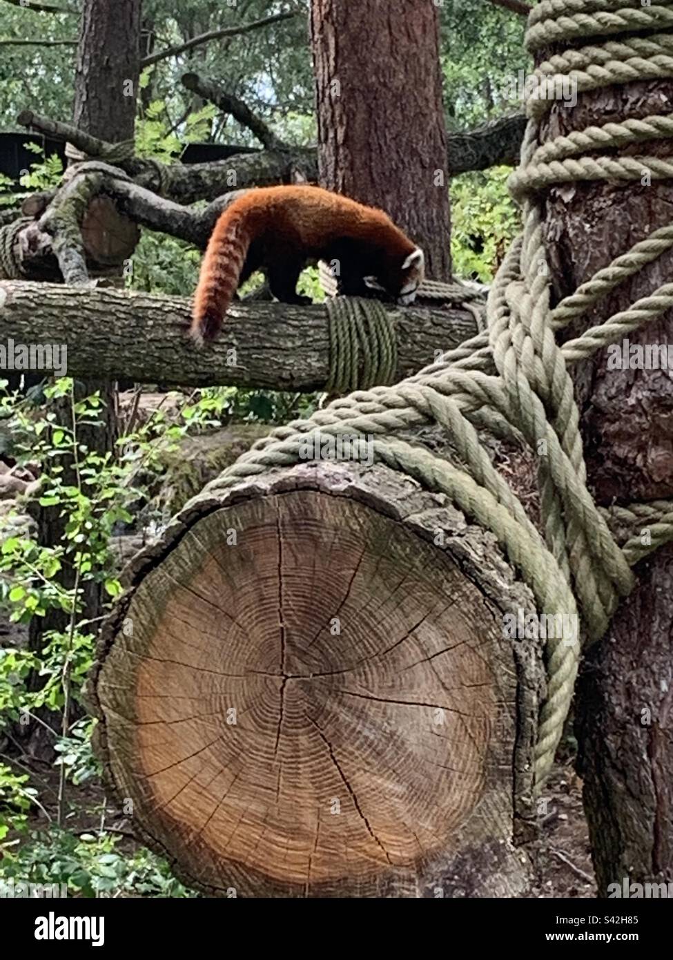 Panda rosso allo zoo di Kolmården . Stock e corde Foto Stock