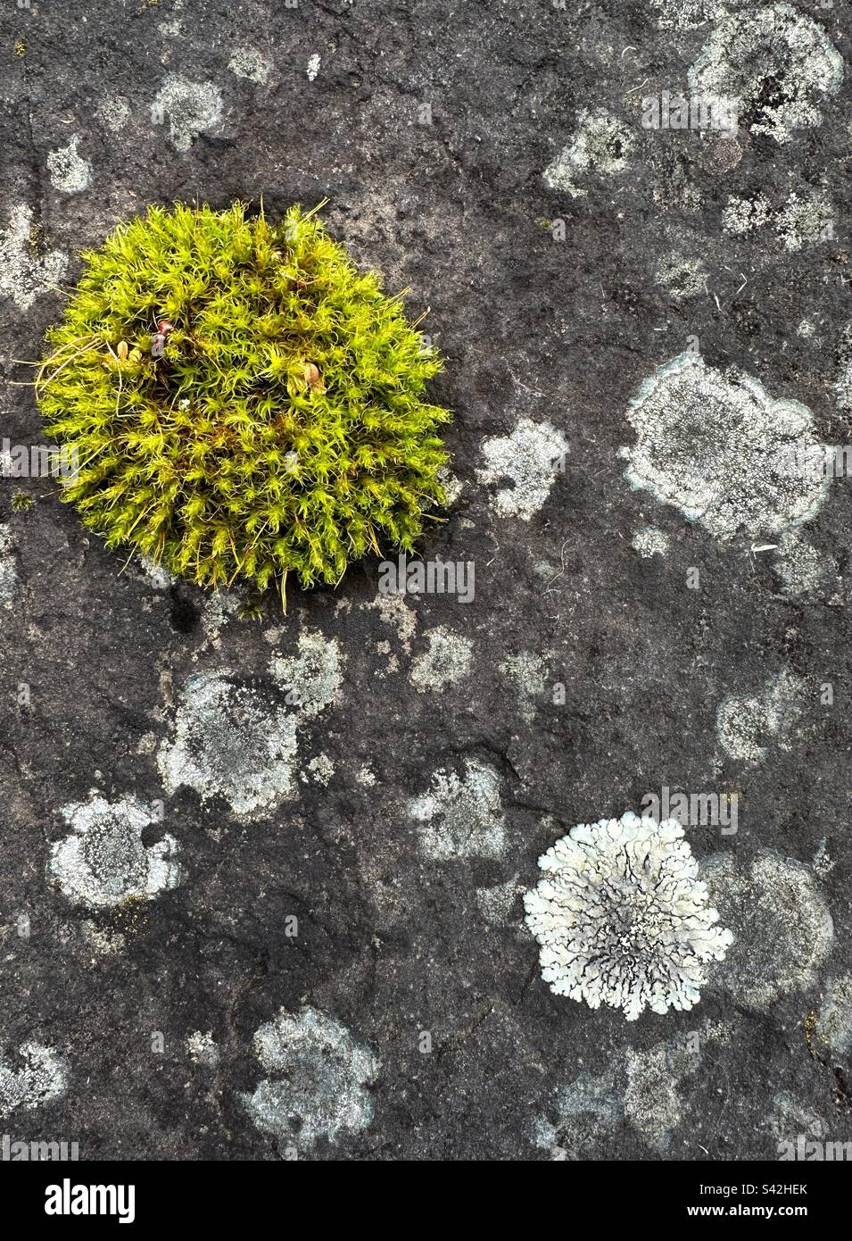 Muschio e lichene che crescono su una pietra grigia. Foto Stock