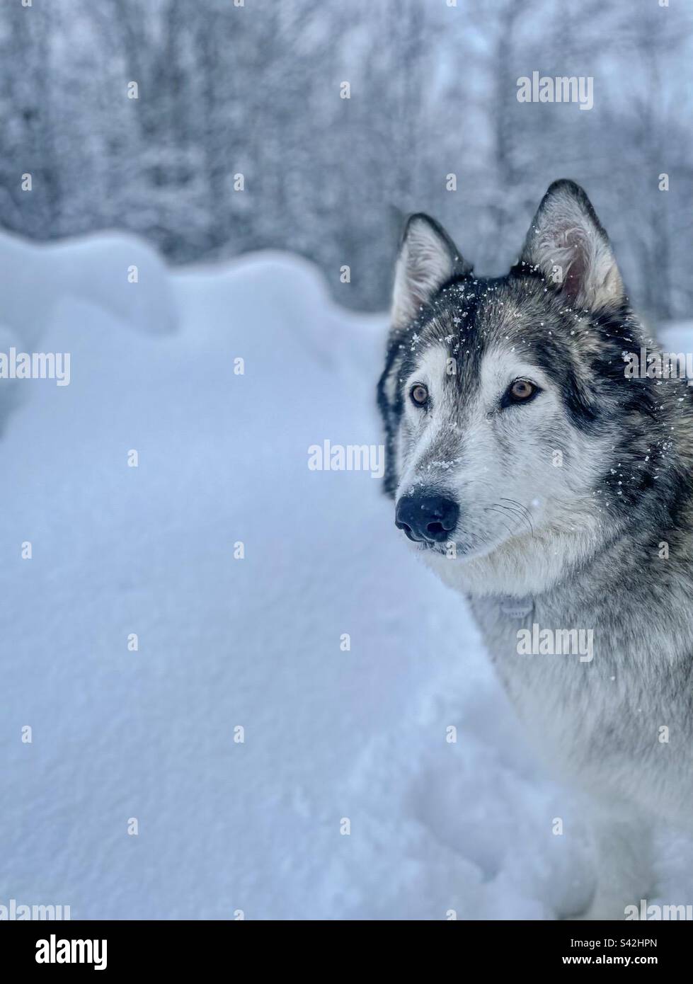 Wolf dog focusing Foto Stock