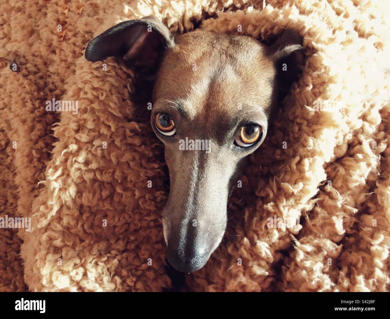 Levriero italiano avvolto in una confortevole coperta calda - Immagine stock catturata con smartphone