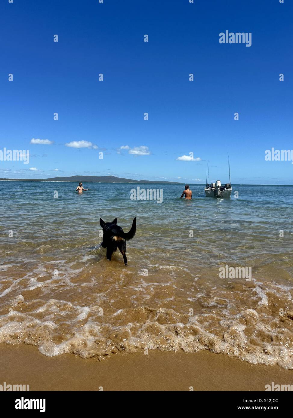 Cane da spiaggia☀️kelpie cane☀️boat☀️water ☀️fishing☀️summer giorno☀️ tempo caldo ☀️holiday☀️ Australia ☀️ spiaggia ☀️ divertimento ☀️ divertente☀️ montagna ☀️tide☀️ cane nero ☀️swimming ☀️ ragazzi al sole☀️ sabbia☀️ barchetta☀️ Foto Stock