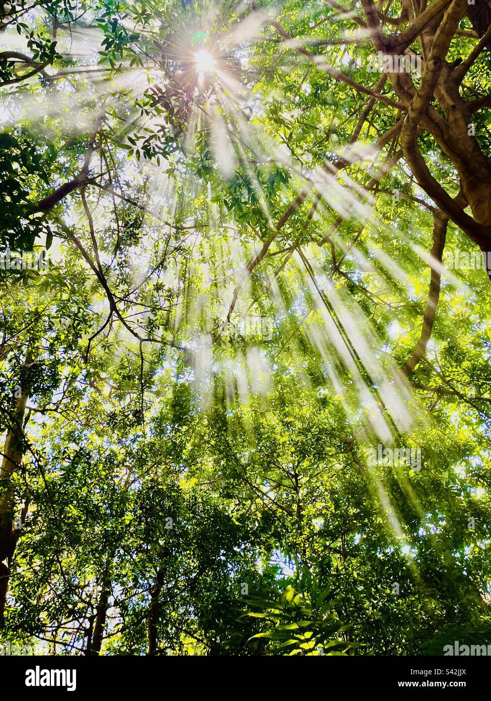 La luce divina irrora il verde della foresta Foto Stock