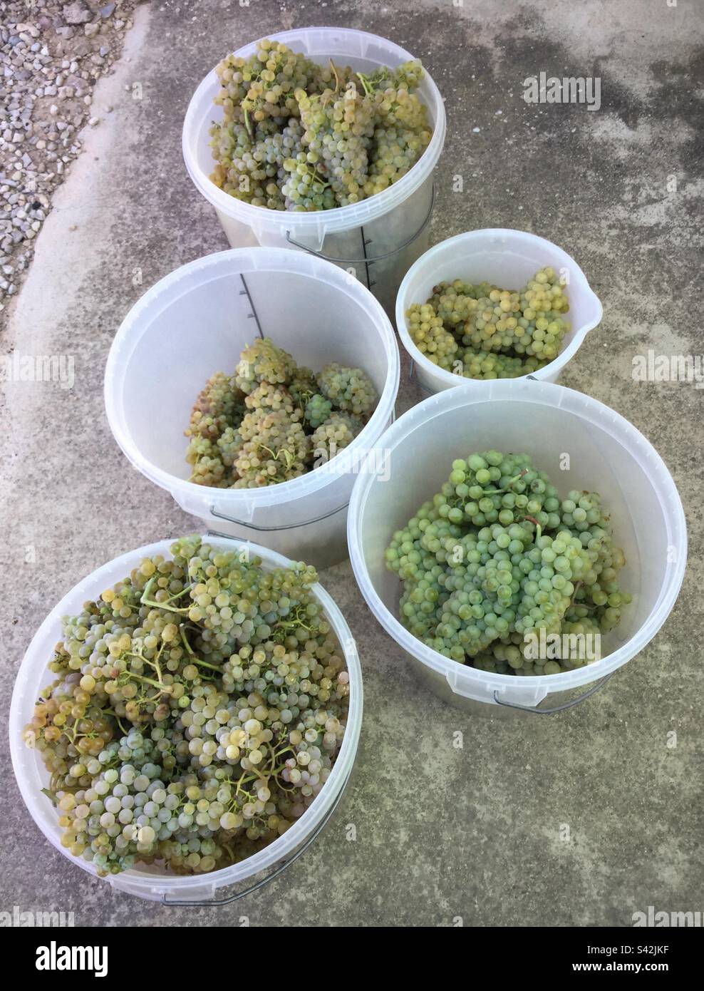 Uve bianche raccolte per vino, Catalogna, Spagna. Foto Stock