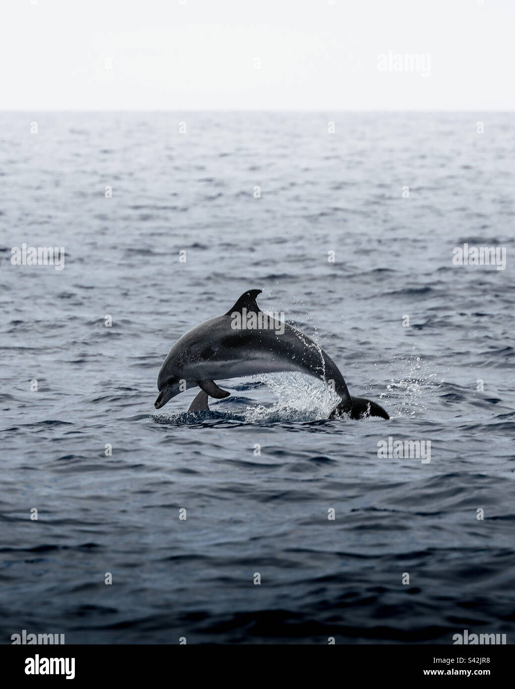 Delfini che giocano Foto Stock