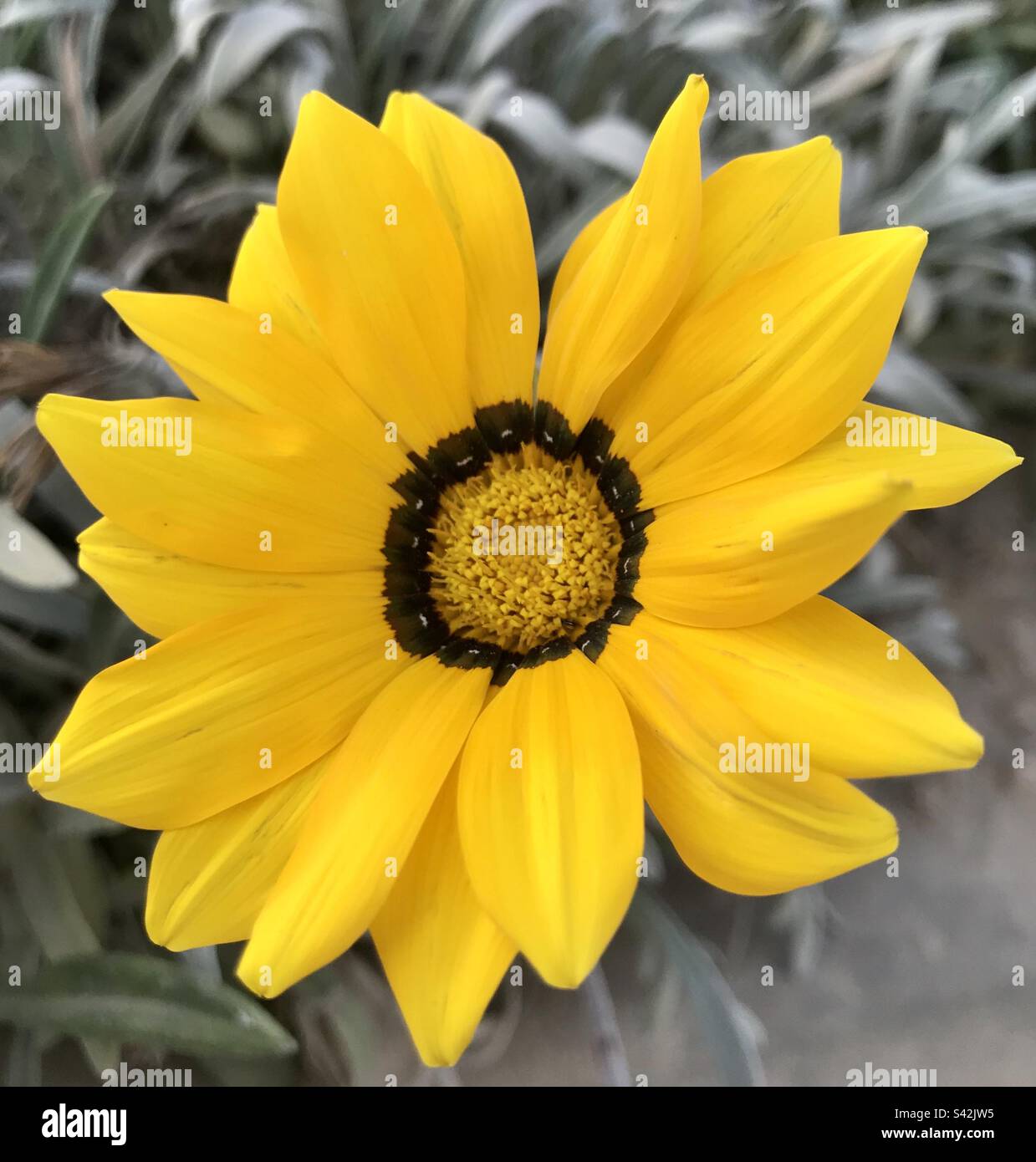 Fiore giallo pieno di vita Foto Stock