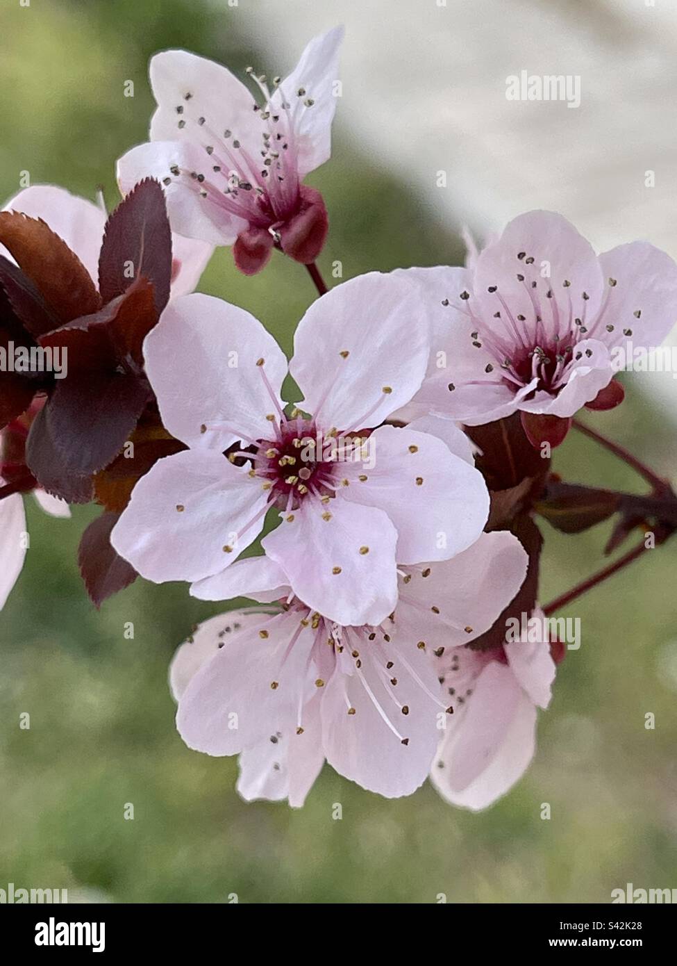 Ciliegio fiorito. Chiudere la vista. Foto Stock