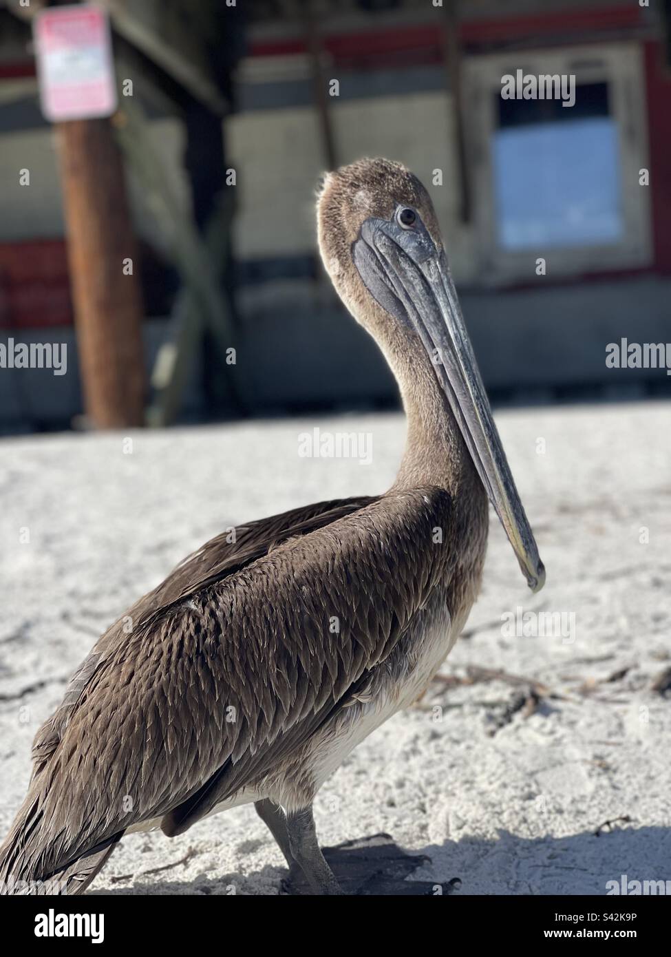 Uno stare in pellicano giù. Foto Stock