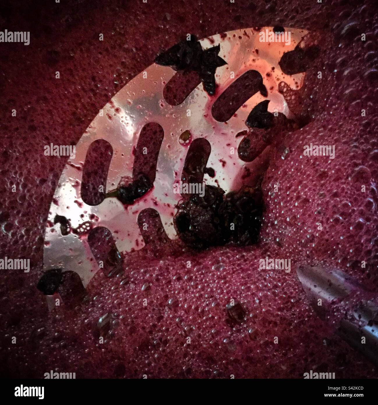 Punzonatura del vino Syrah durante la fermentazione, Catalogna, Spagna. Foto Stock