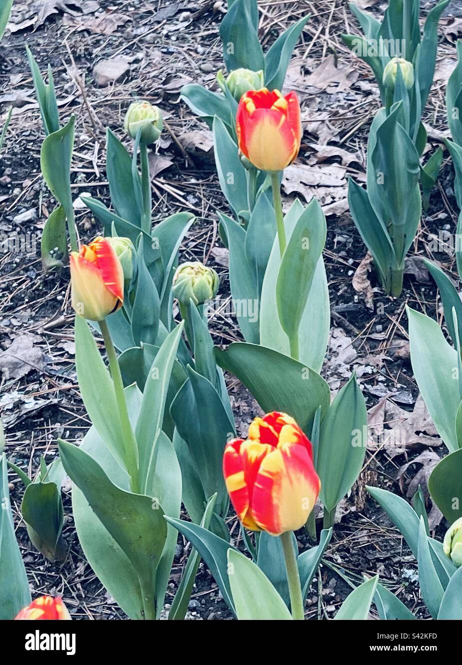Bellissimi e audaci tulipani rossi e gialli trionfano Foto Stock