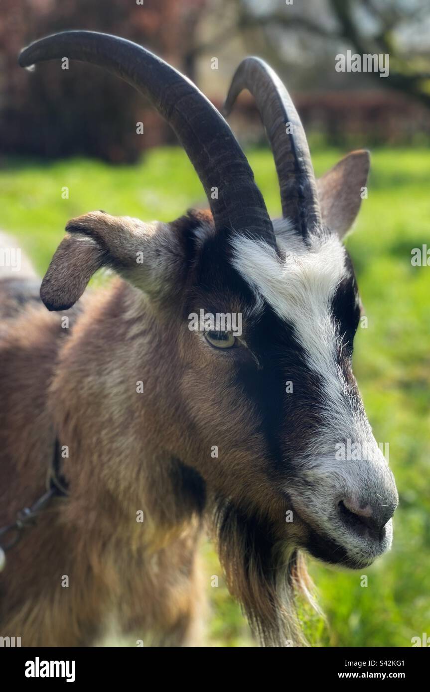 Ritratto di una capra su un pascolo - Immagine stock catturata con smartphone