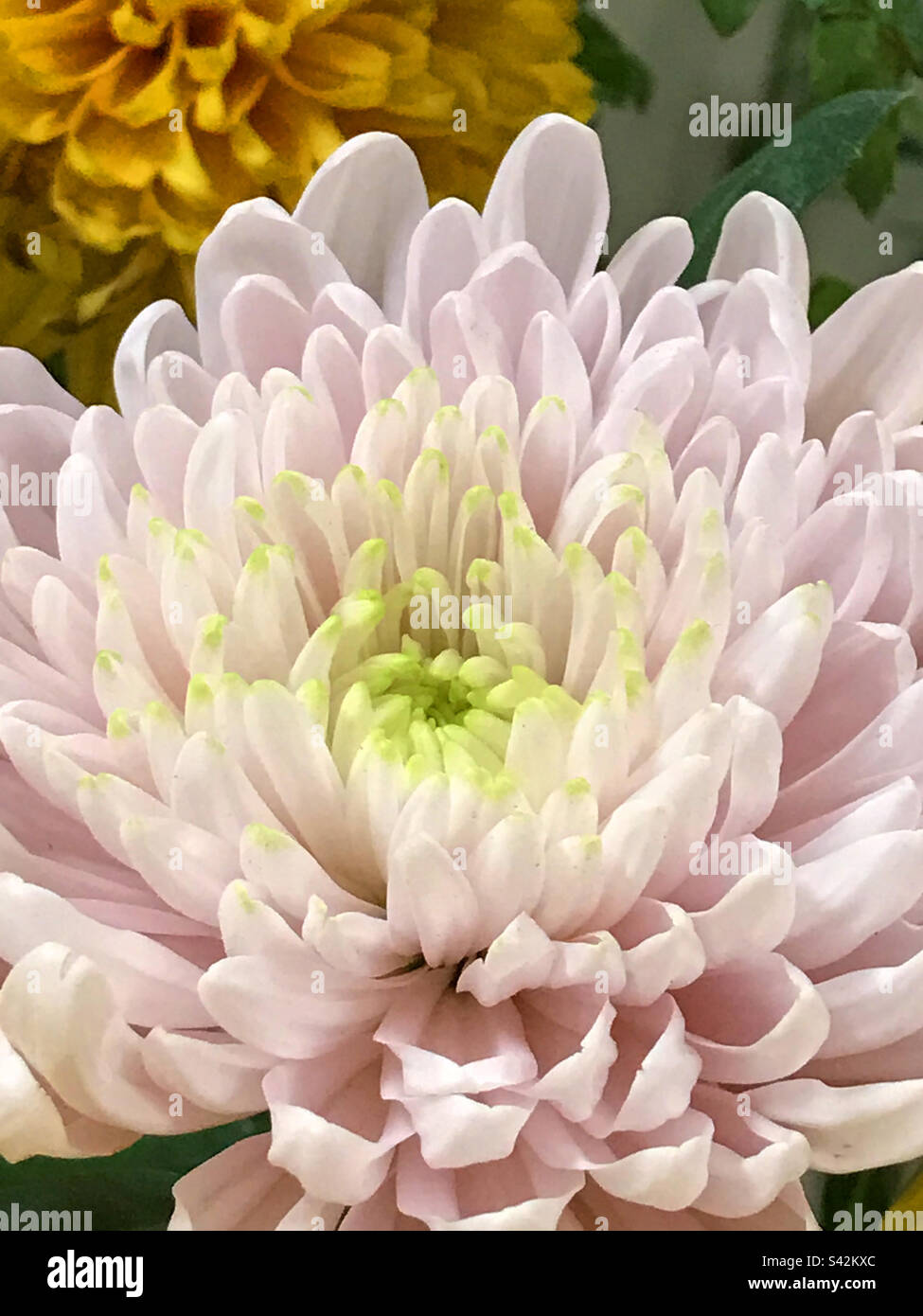 Dahlia fiore. Chiudere la vista. Foto Stock