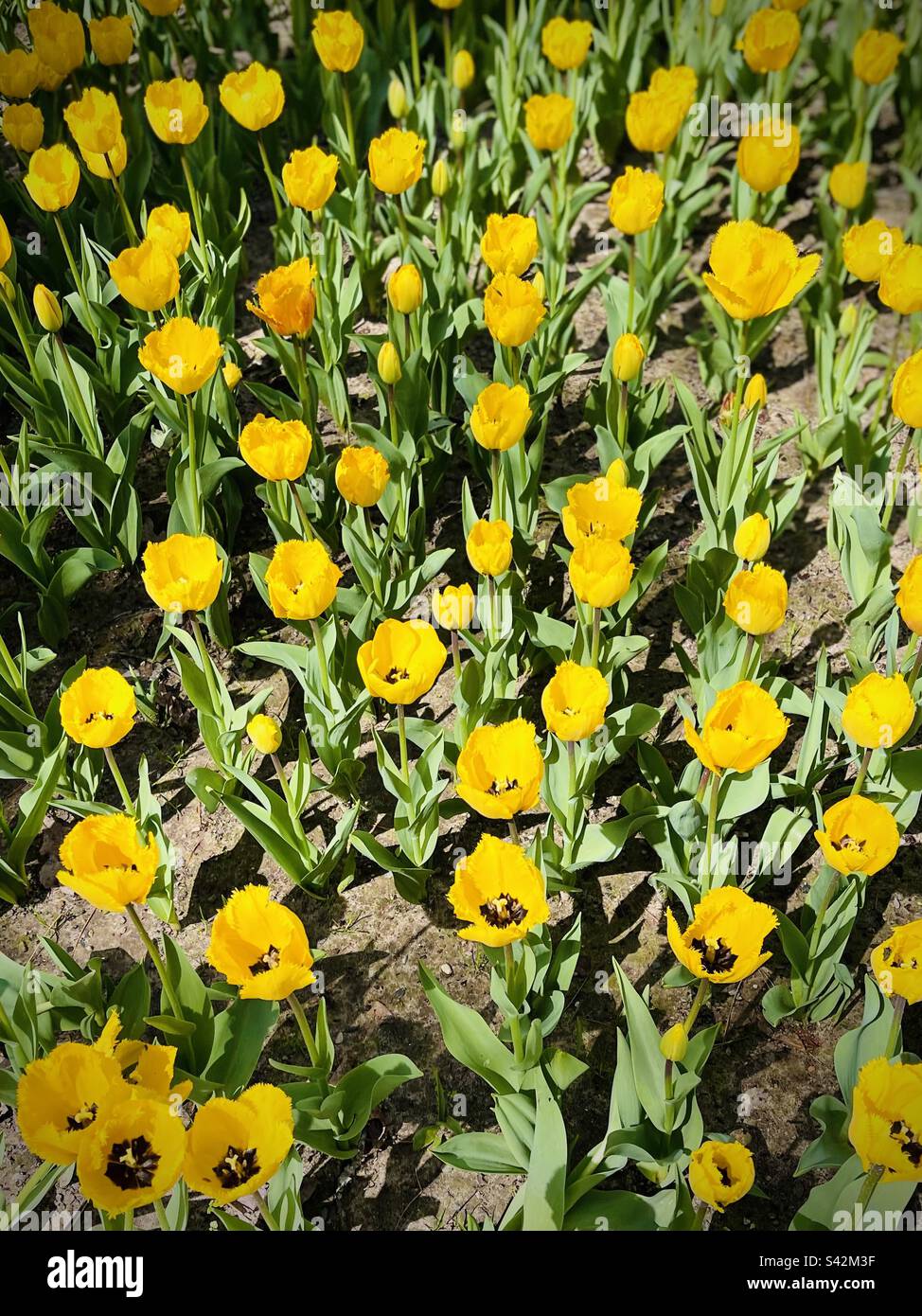 Campo di tulipani trionfali gialli soleggiati Foto Stock