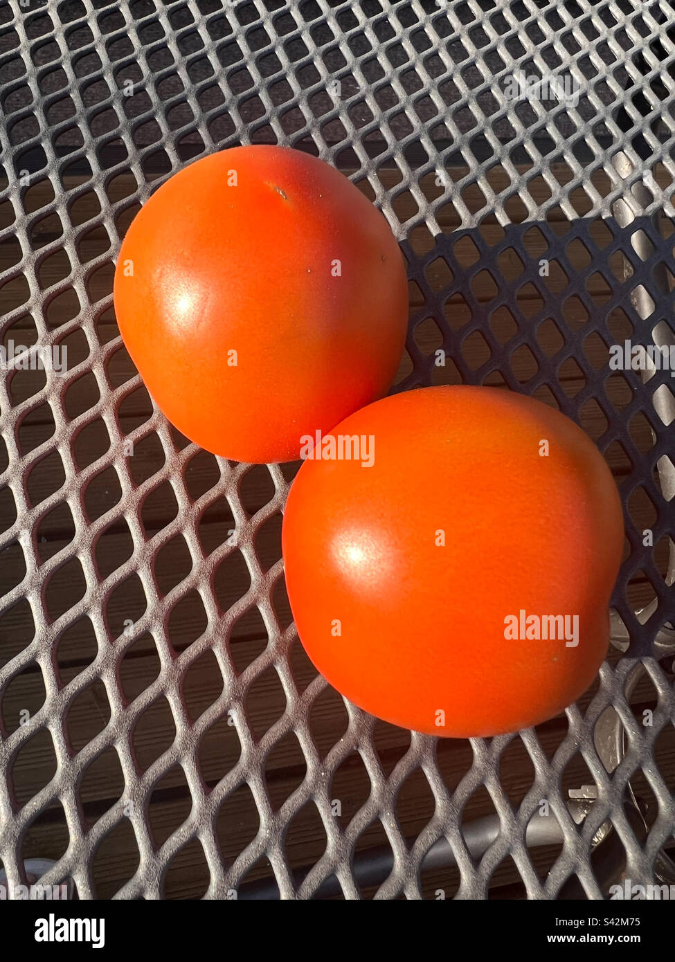Due pomodori rossi su un tavolo in maglia di metallo al sole - Immagine stock catturata con smartphone