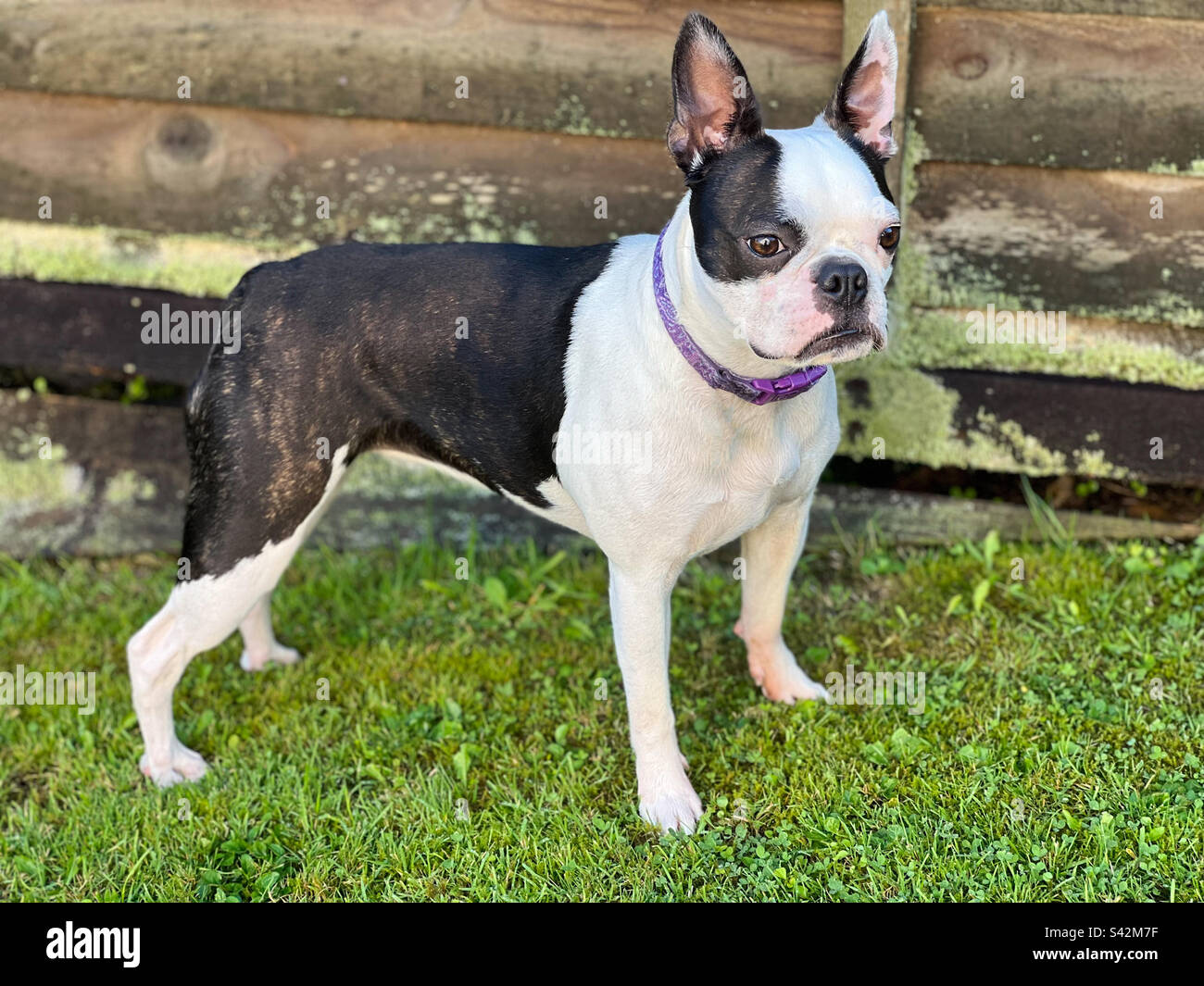Boston Terrier cane in piedi su erba di fronte a una recinzione. Foto Stock