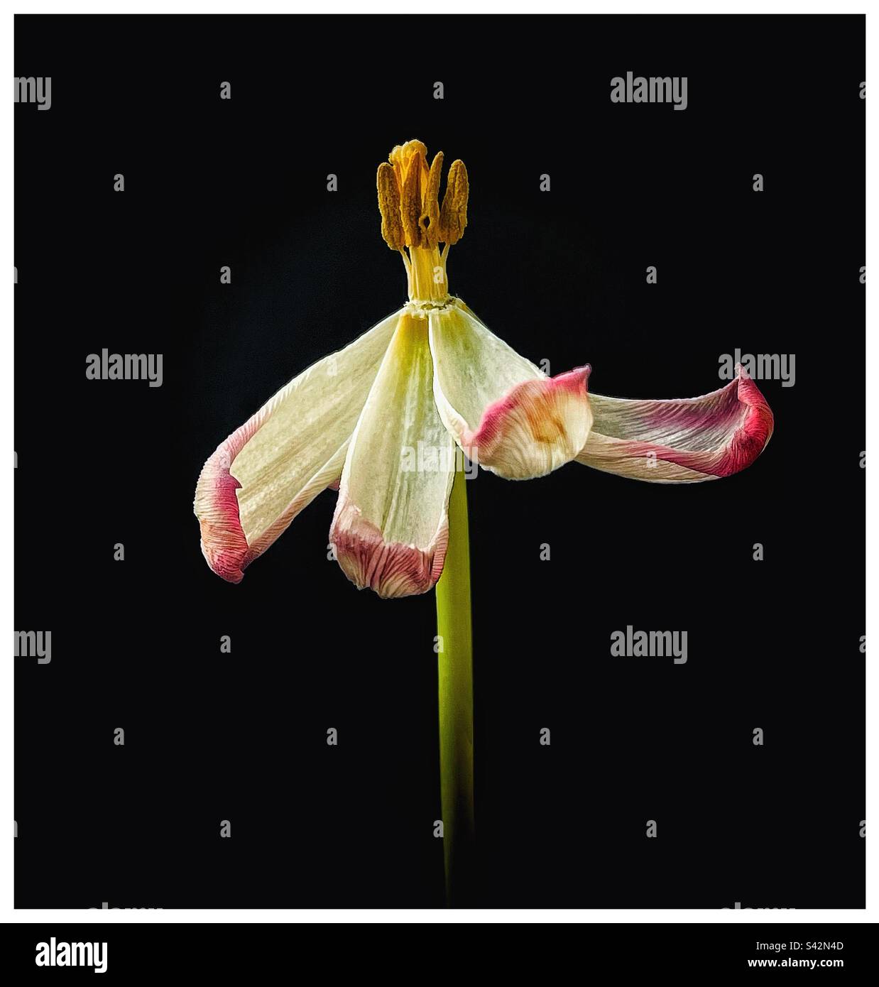 Tulipano sbiadito. Foto Stock