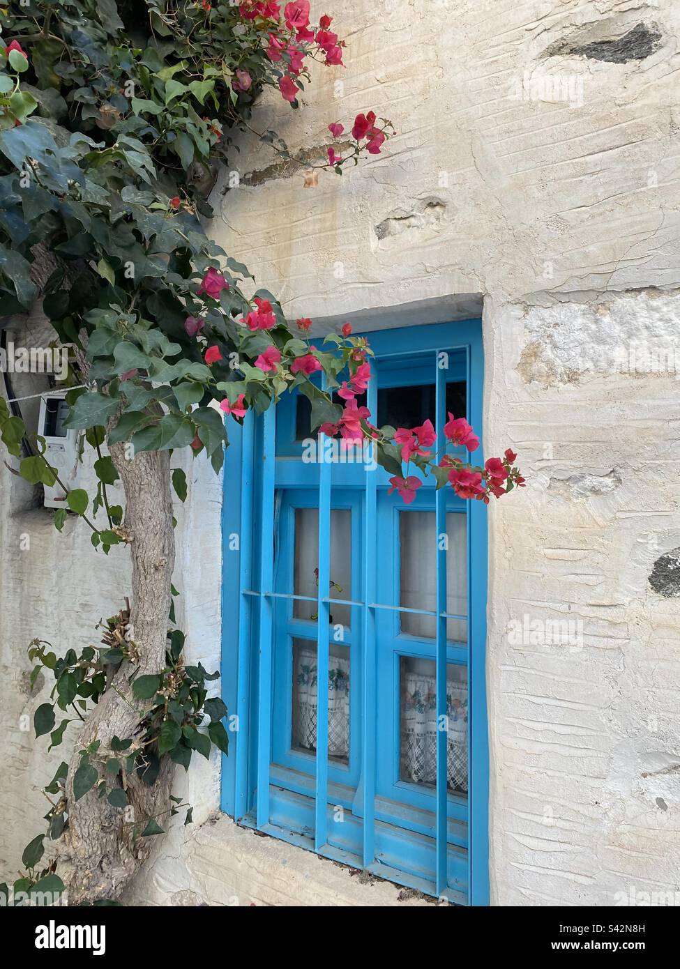 Finestra blu con bougainvillea Foto Stock