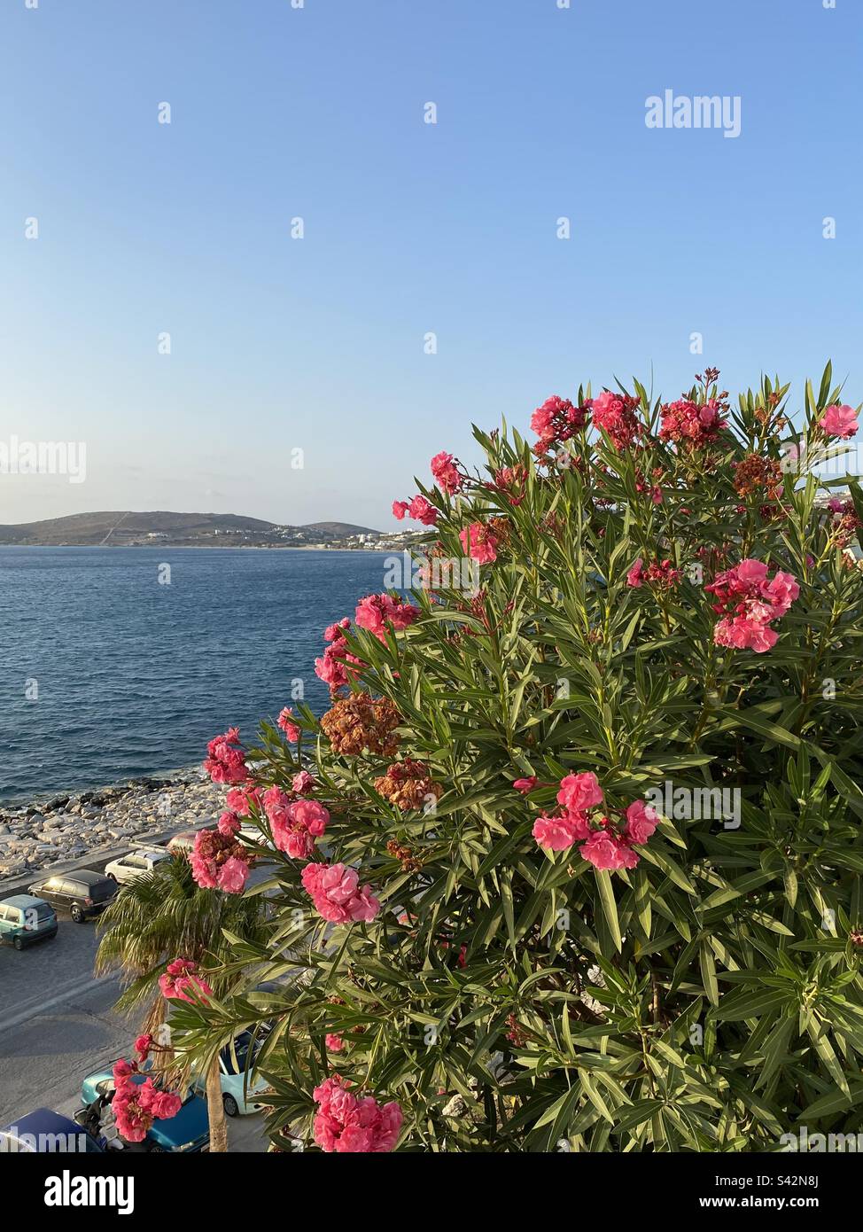 Bougainvillea sul Mar Egeo - Immagine stock catturata con smartphone
