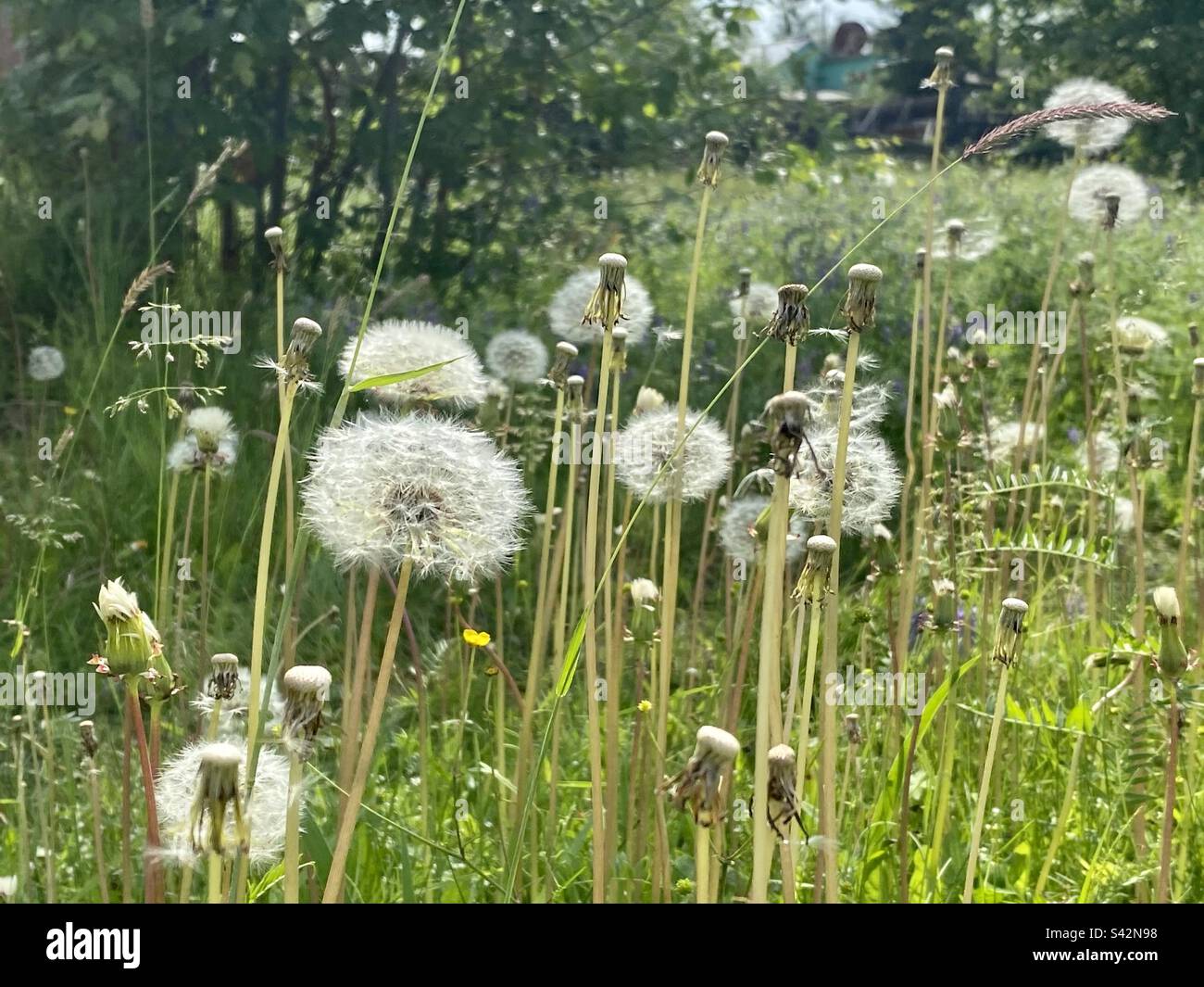 Fioritura fiori dente di leone crescono nel campo giallo e bianco in estate tra l'erba. Foto Stock