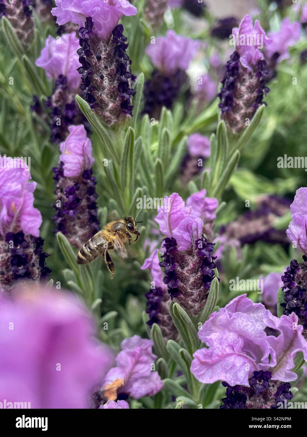 Ape in cespuglio di lavanda - Immagine stock catturata con smartphone