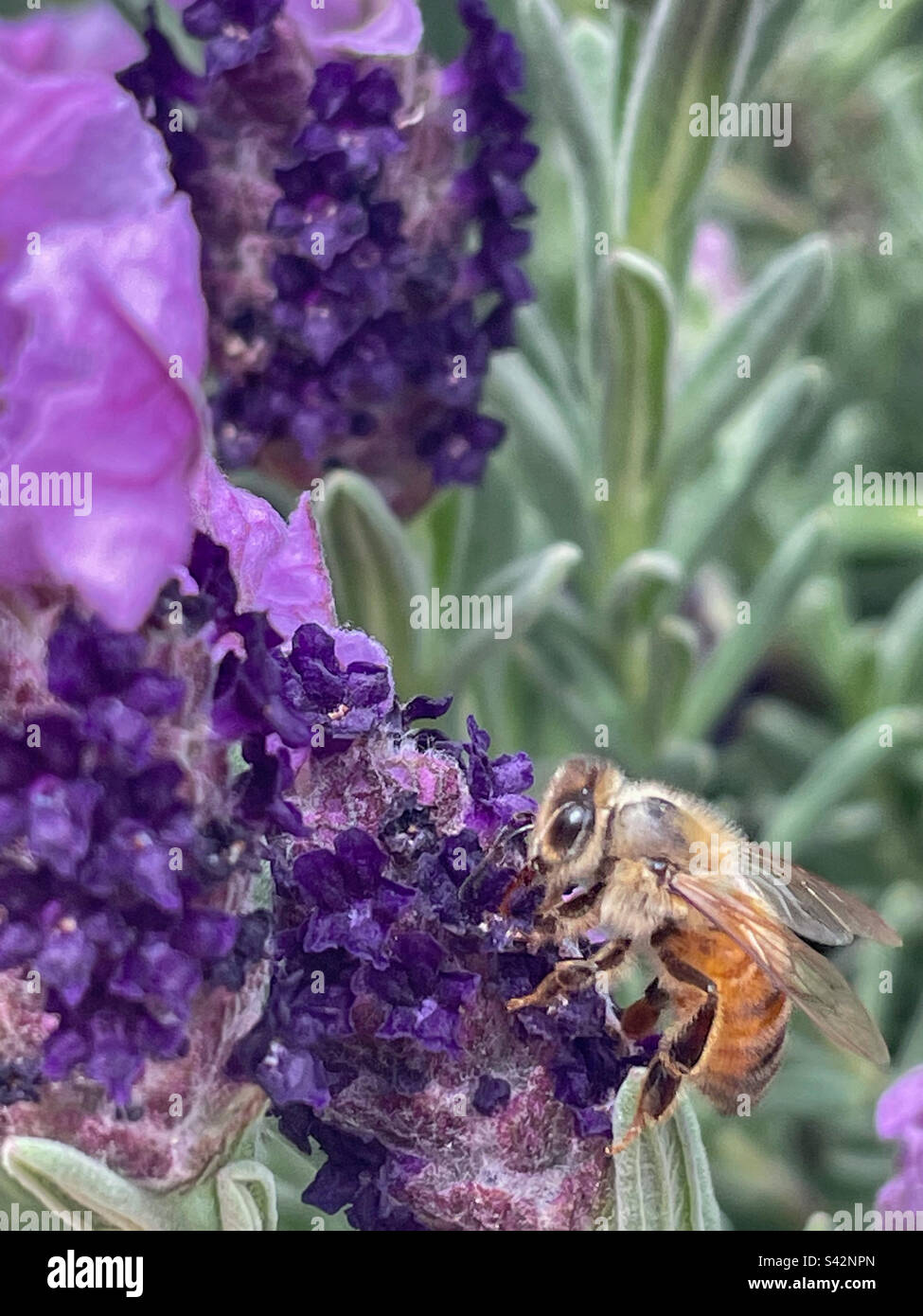 Raccolto di miele di lavanda Foto Stock