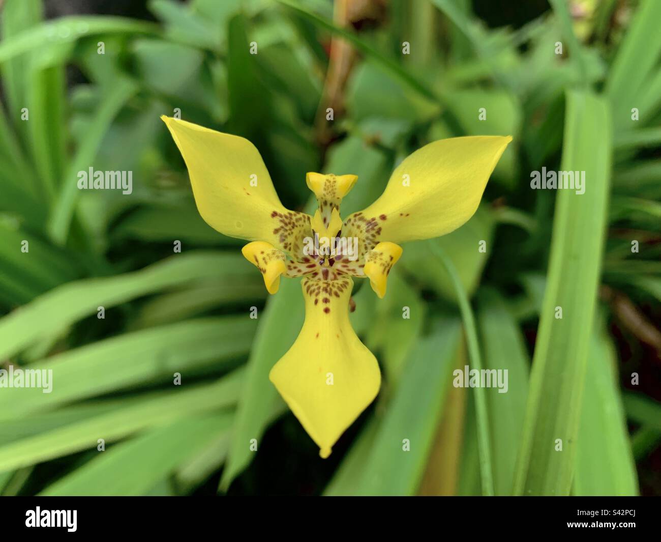 Drago giallo fiore Sri Lanka Foto Stock