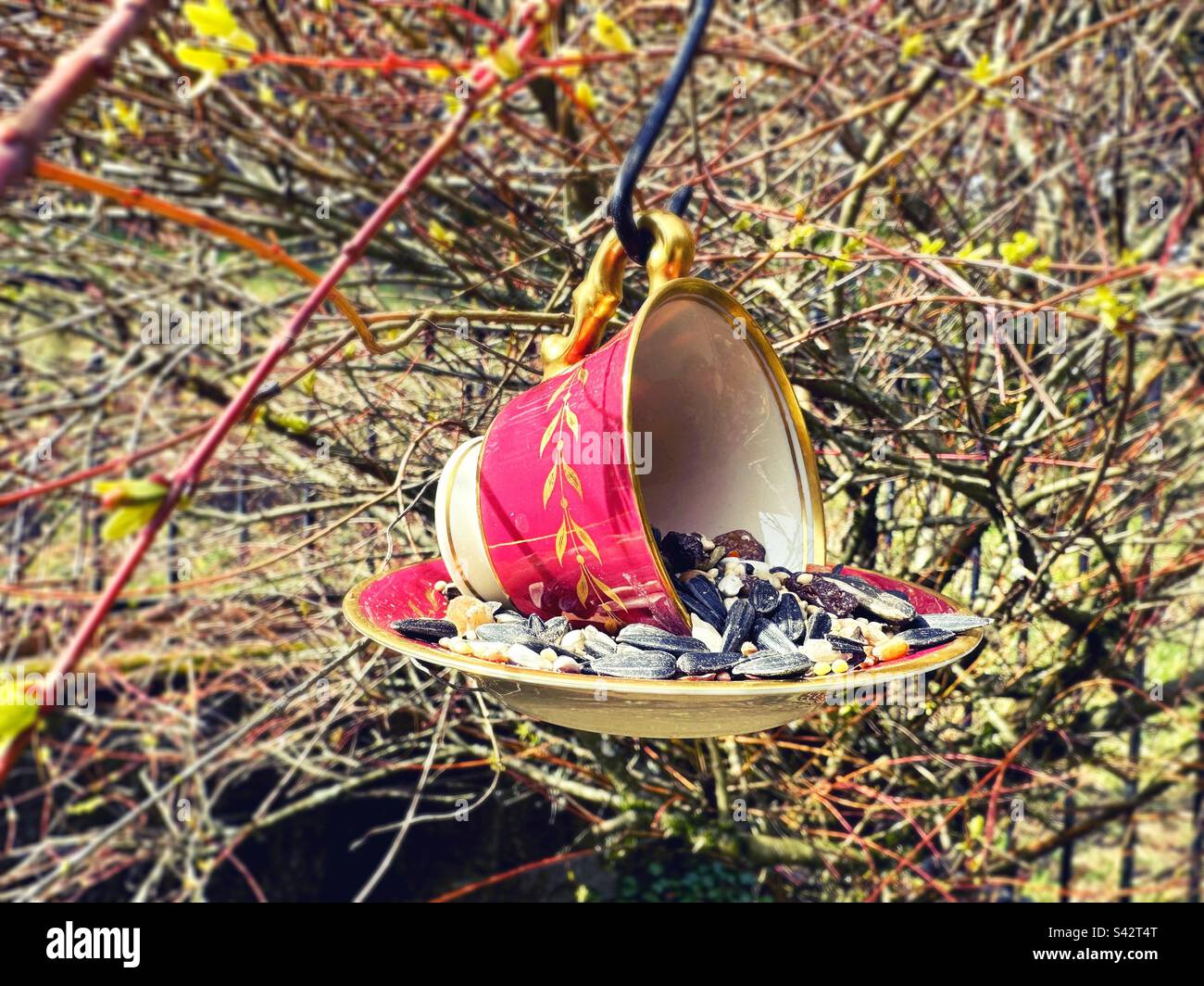 Un birdfeeder da teacup fai da te. Foto Stock