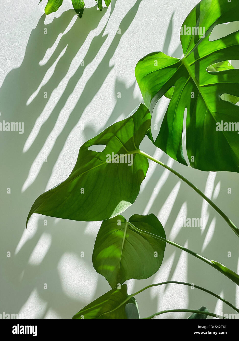 Foglia di pianta di Monstera su sfondo bianco con motivi d'ombra. Foto Stock