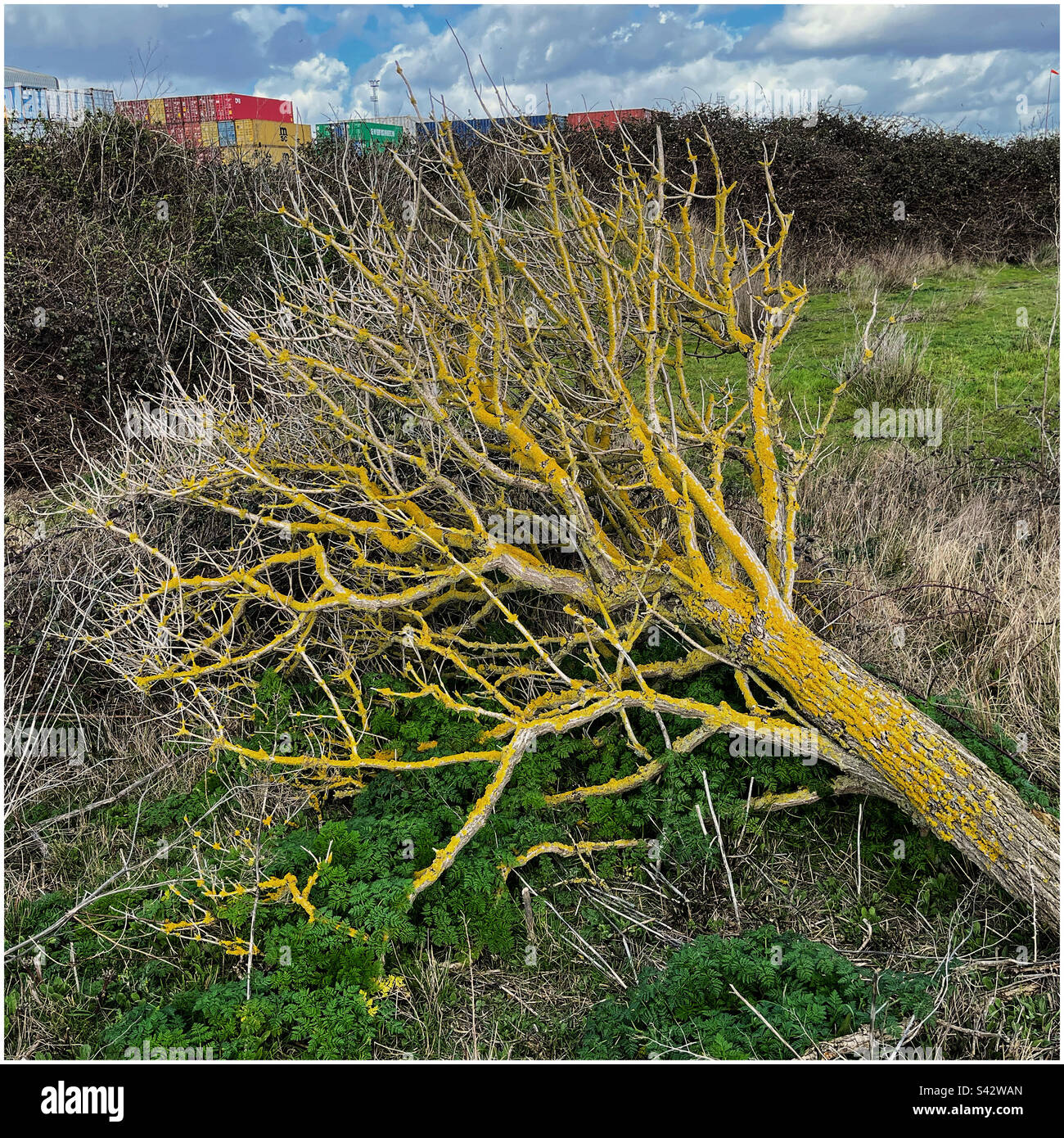 Lichene giallo su un albero caduto vicino ai moli di Felixstowe Foto Stock