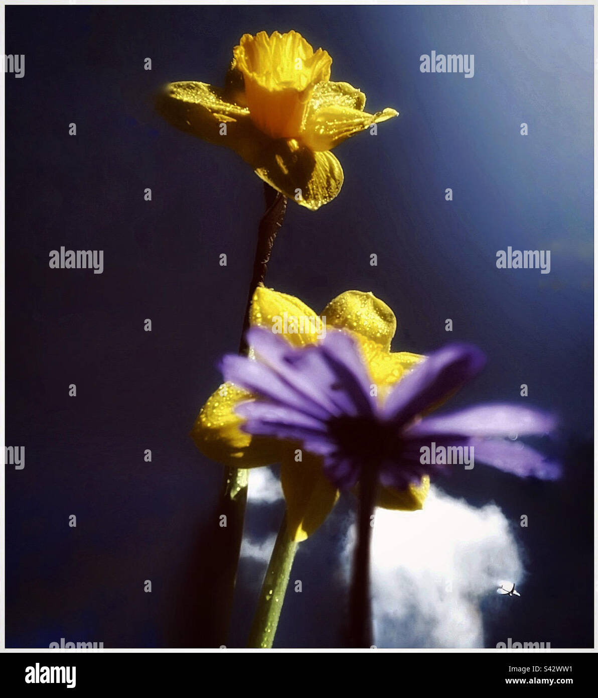 Daffodils primavera. Foto Stock