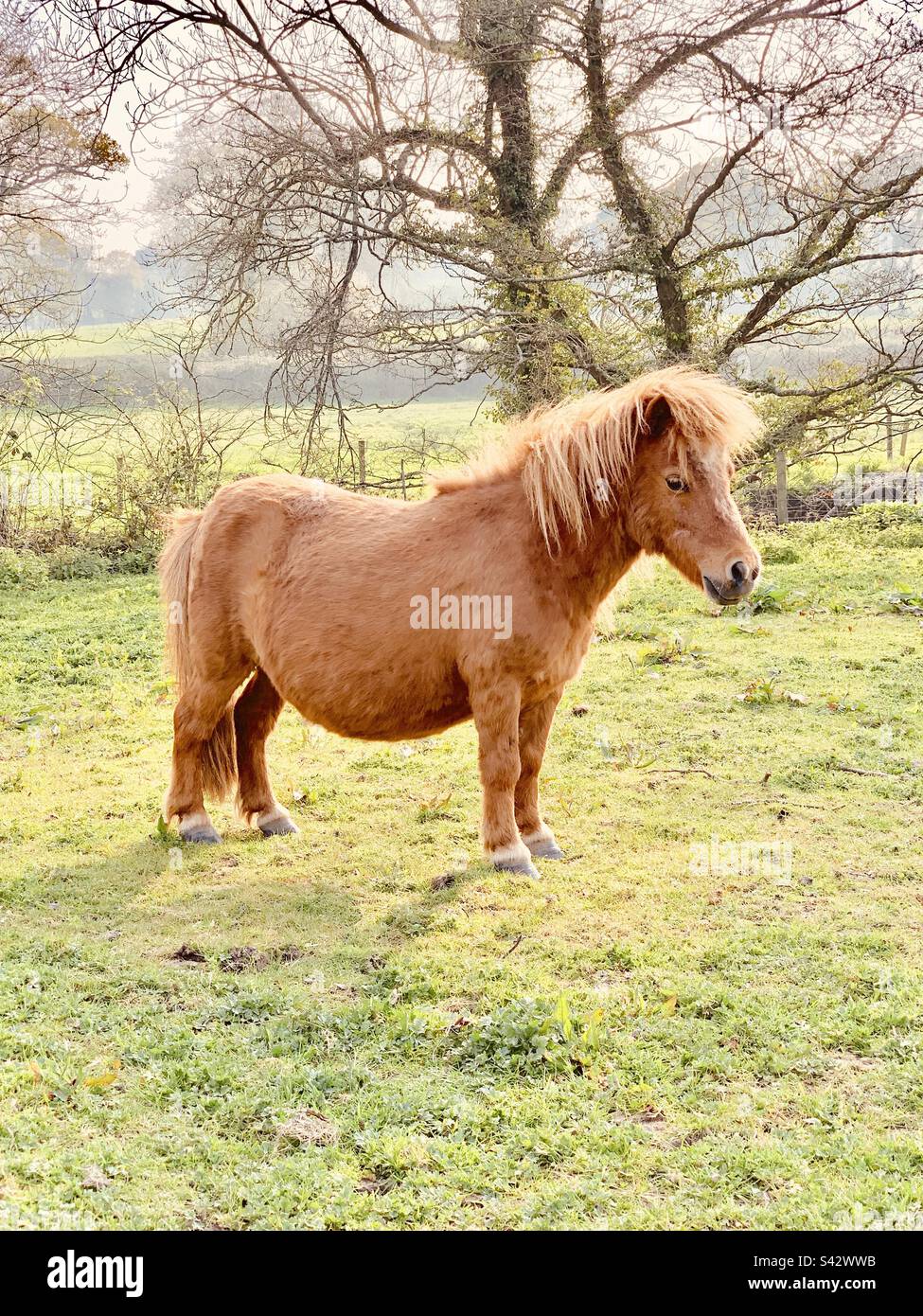 Bella pony Shetland in miniatura in piedi in un campo in primavera Foto Stock