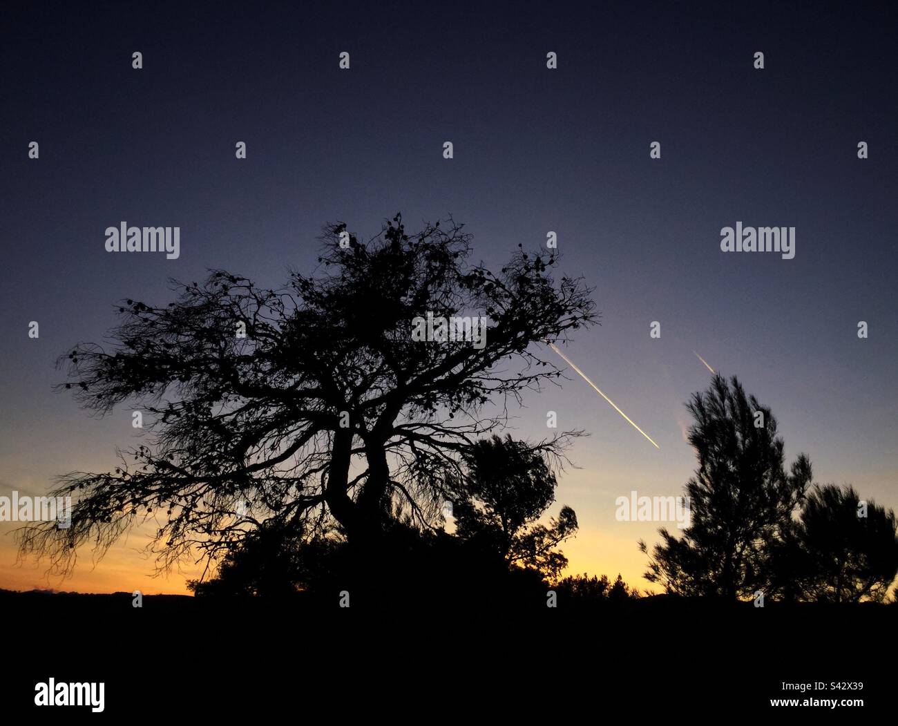 Tramonto sull'albero morto, Catalogna, Spagna. Foto Stock