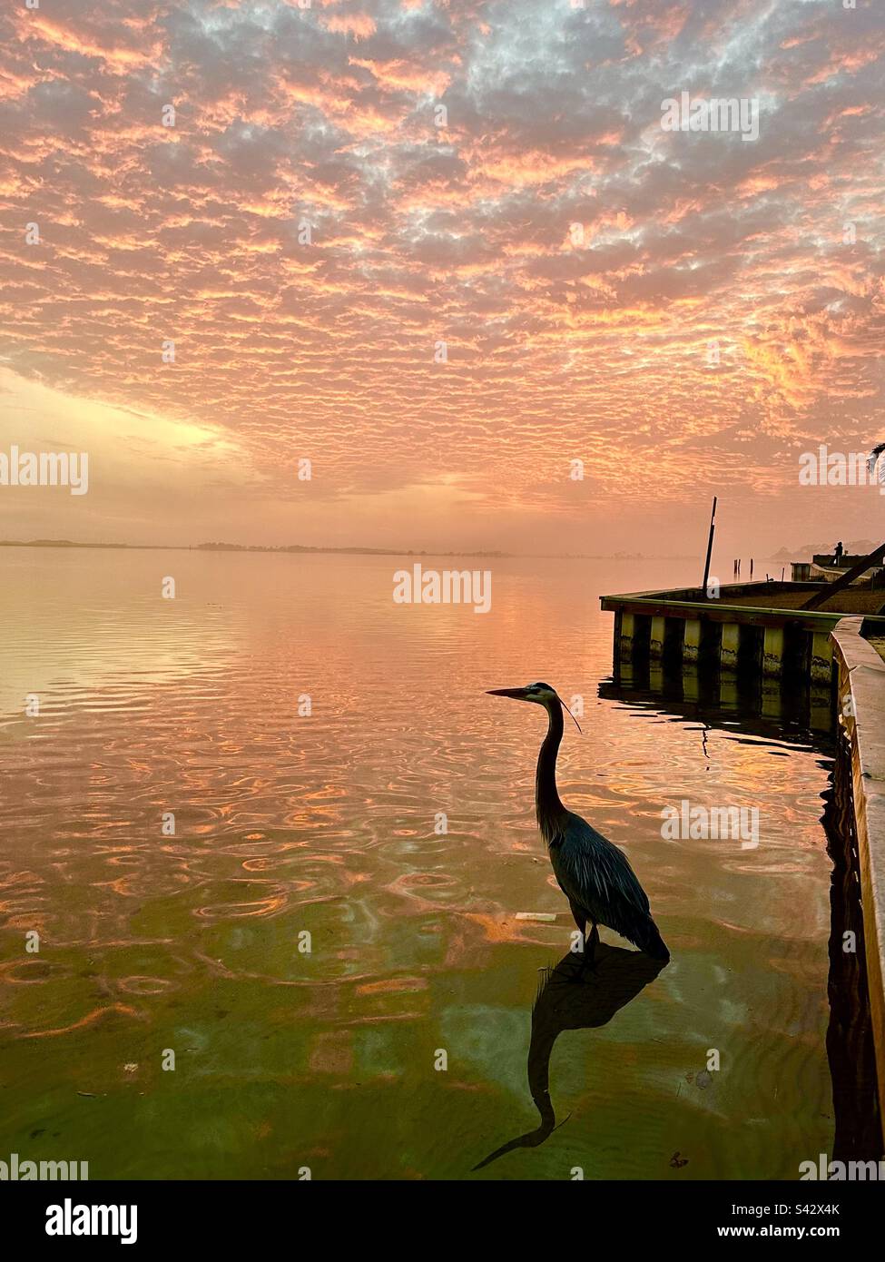 Un grande Heron blu in cerca di cibo durante il tramonto Foto Stock