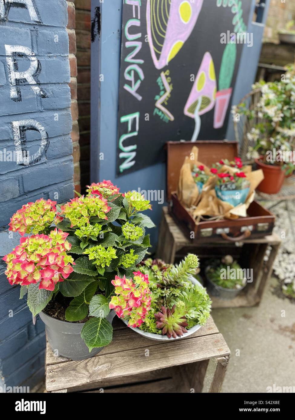 Tutto il mio amore per le ortensie, non può avere abbastanza di loro - Immagine stock catturata con smartphone