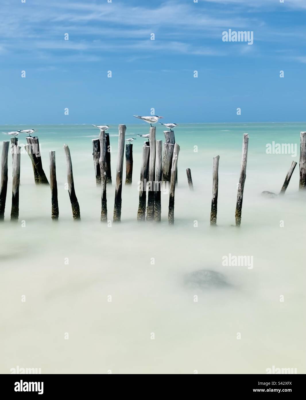 Royal Terns su post appoggiato al vento contrario. - Immagine stock catturata con smartphone