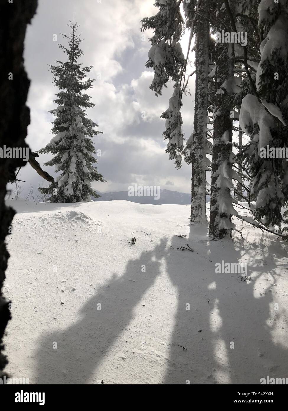 Alberi di abete rosso coperti da neve fresca nel prossimo sole nel backcountry austriaco - Immagine stock catturata con smartphone
