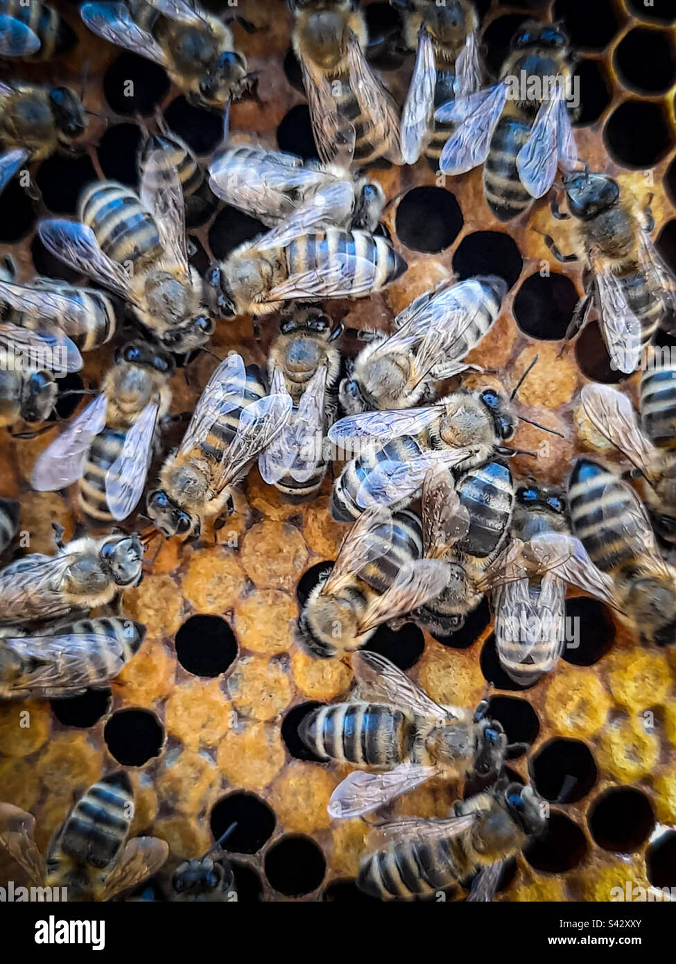 Il lavoro delle api. Foto Stock