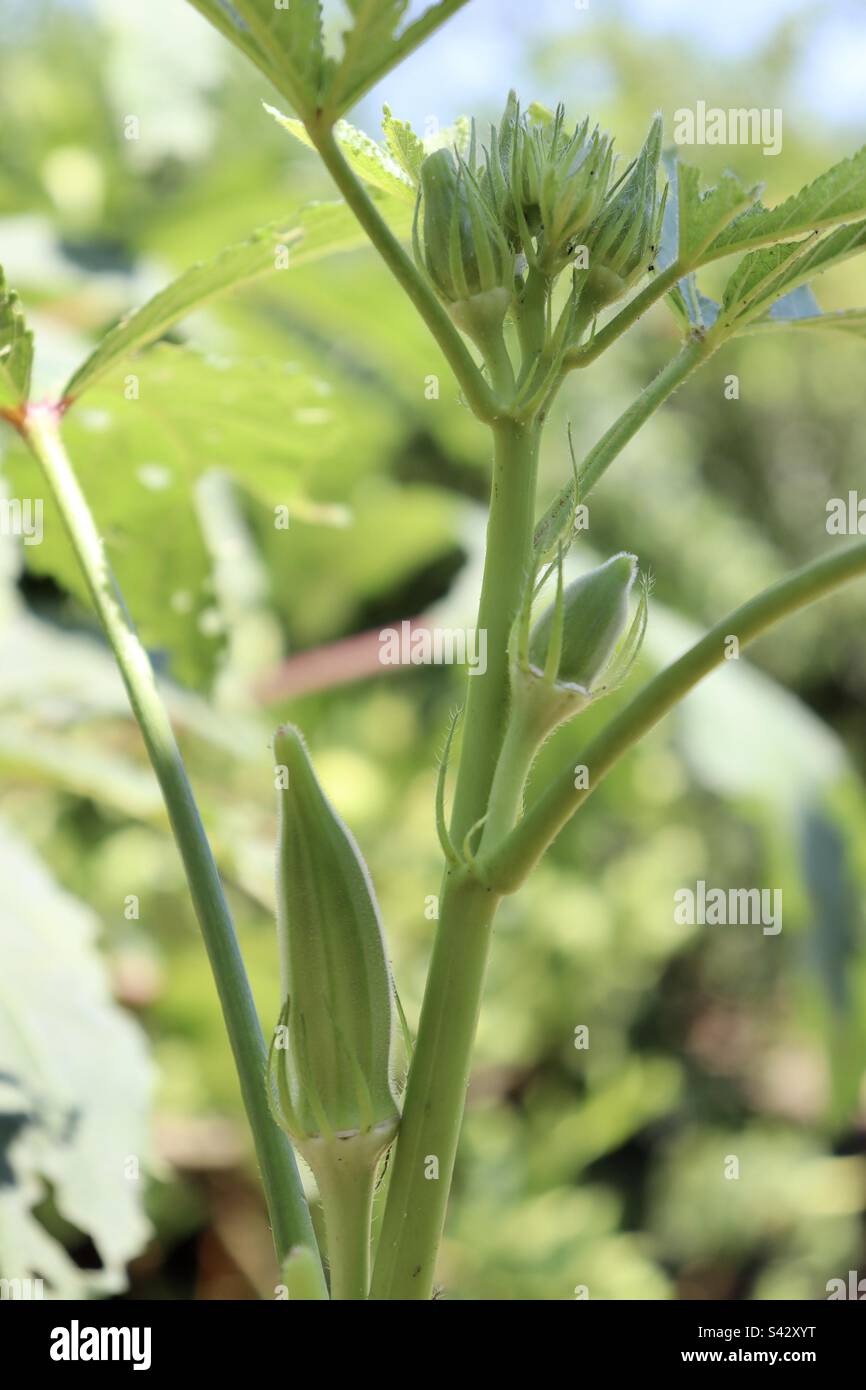 Okra, Abelmoschus esculentus, Brasile. Foto Stock