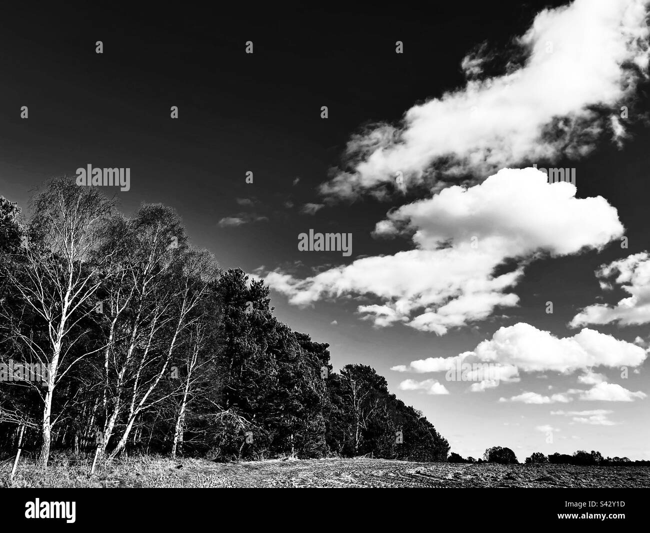 Terreno agricolo Sutton Suffolk Regno Unito - Immagine stock catturata con smartphone