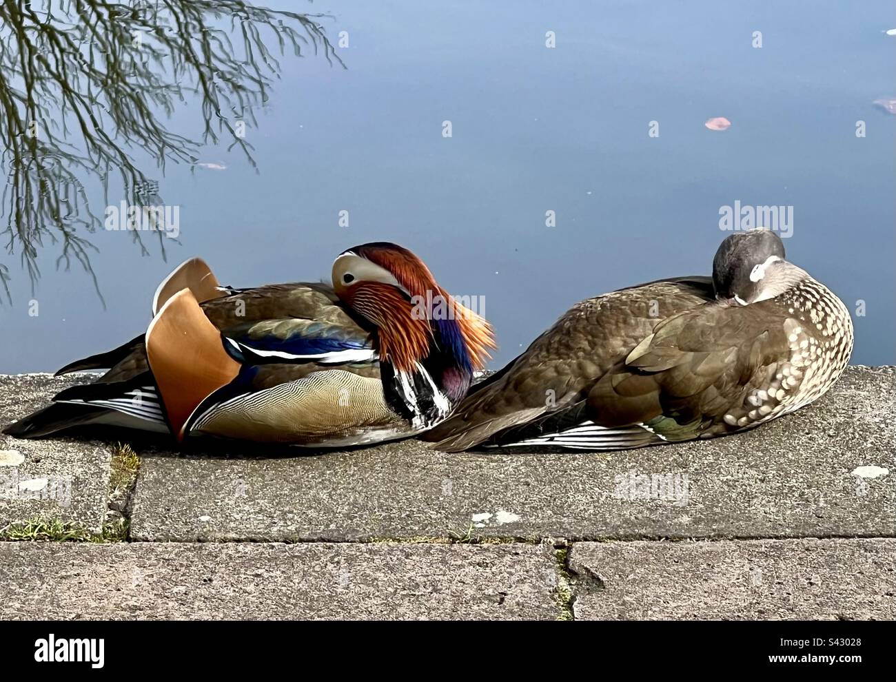 Anatra Mandarina e drake sonnolenti accanto allo stagno. Due anatre colorate Foto Stock