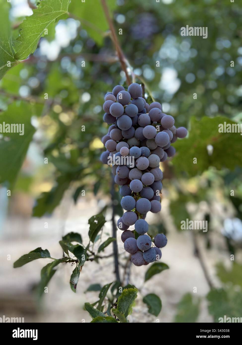 Grappolo d'uva maturo su una vite coltivata in un albero di prugna. Foto Stock