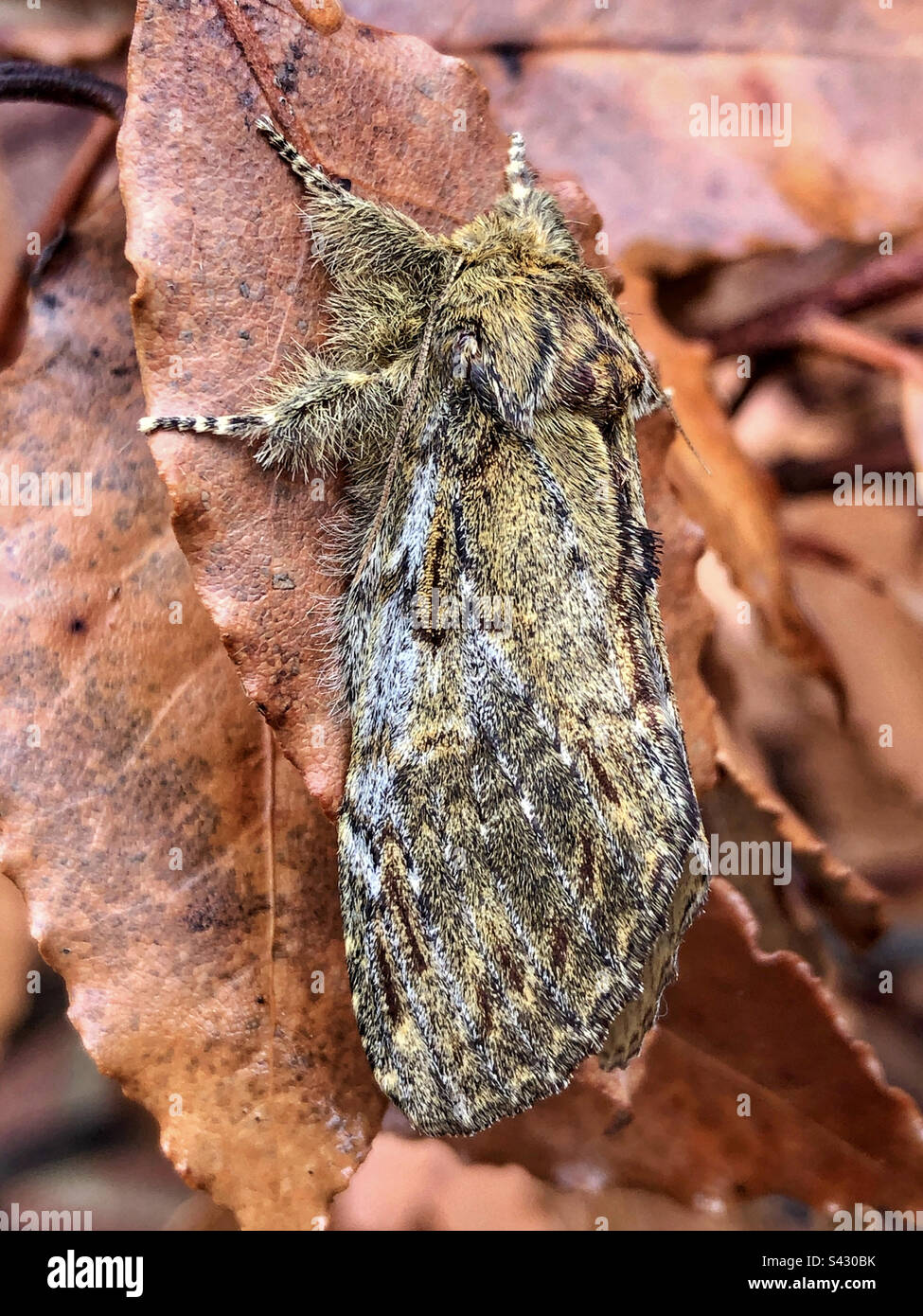 Grande prominente Moth - femmina (Peridea anceps) - Immagine stock catturata con smartphone