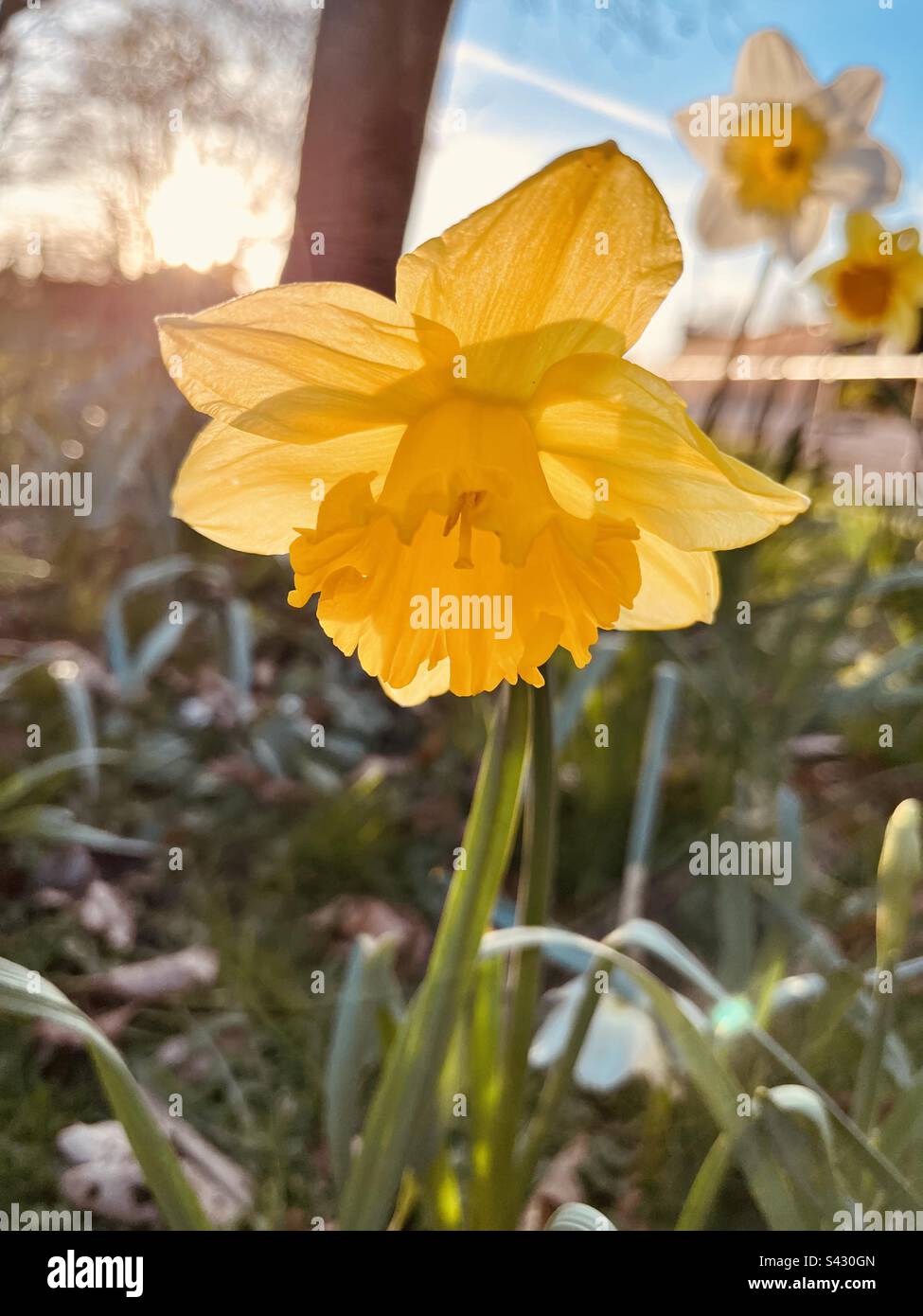 Girasoli per la primavera Foto Stock