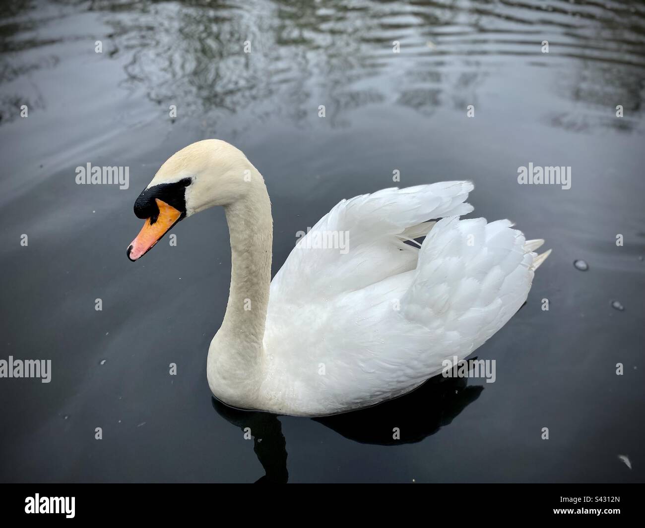 Swan scivola lungo un fiume a Beddington Park, Londra, Regno Unito Foto Stock