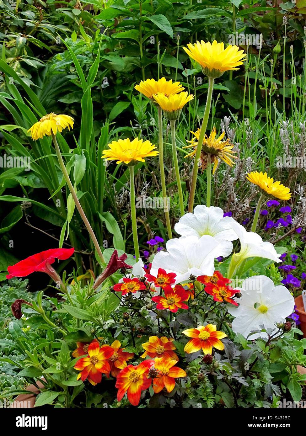 Fiori estivi colorati in un giardino in Inghilterra Foto Stock