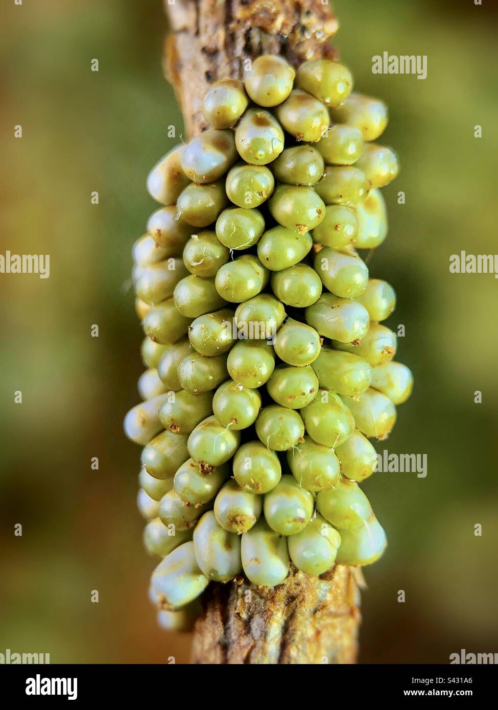 Ramoscello di uova di falce dell'imperatore posato intorno ad un ramo (Saturnia pavonia) Foto Stock