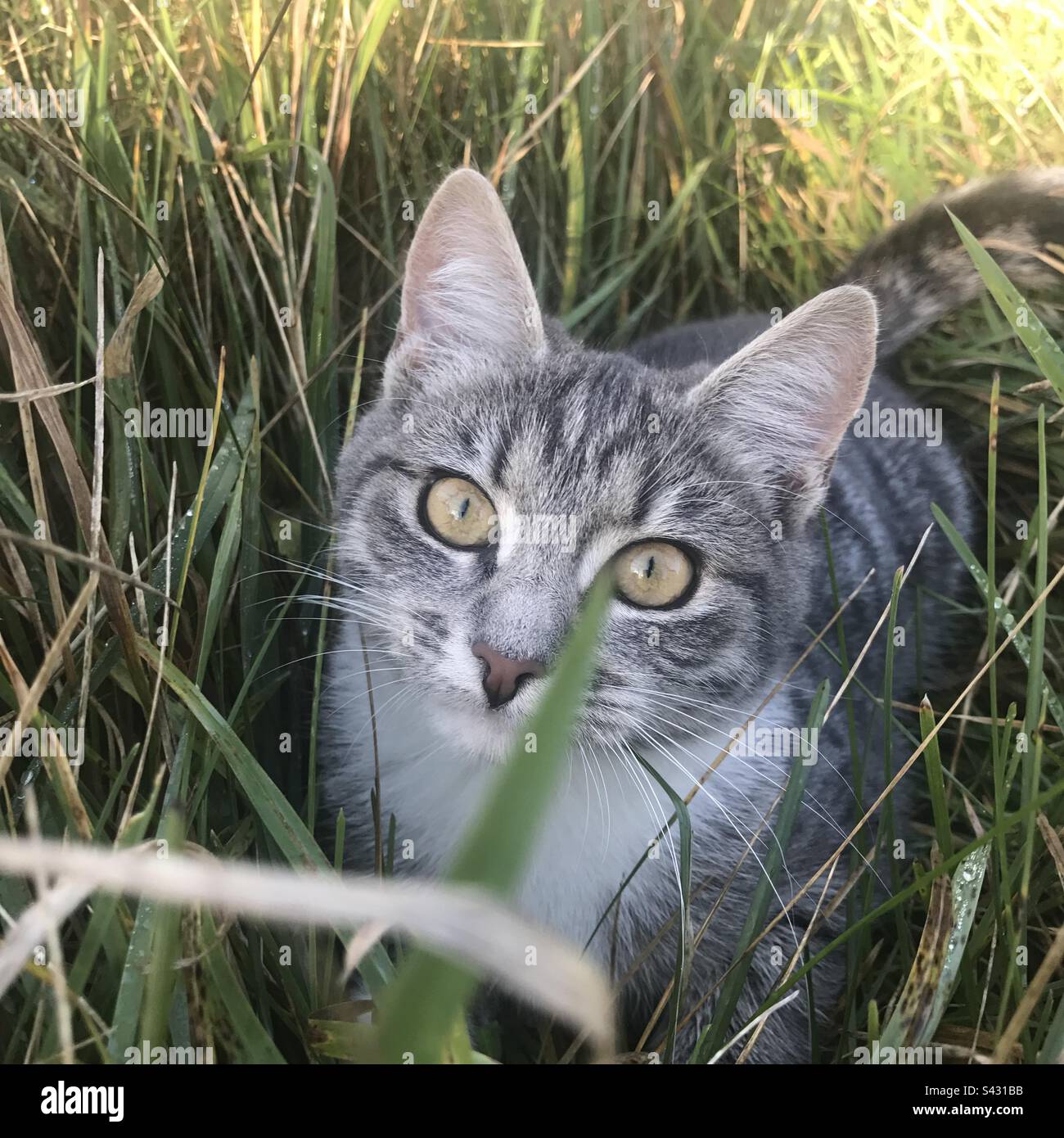 Un gatto di casa sorprendo osservare piccolo trovato che si nasconde nell'erba lunga alla base di un giardino di famiglia Foto Stock