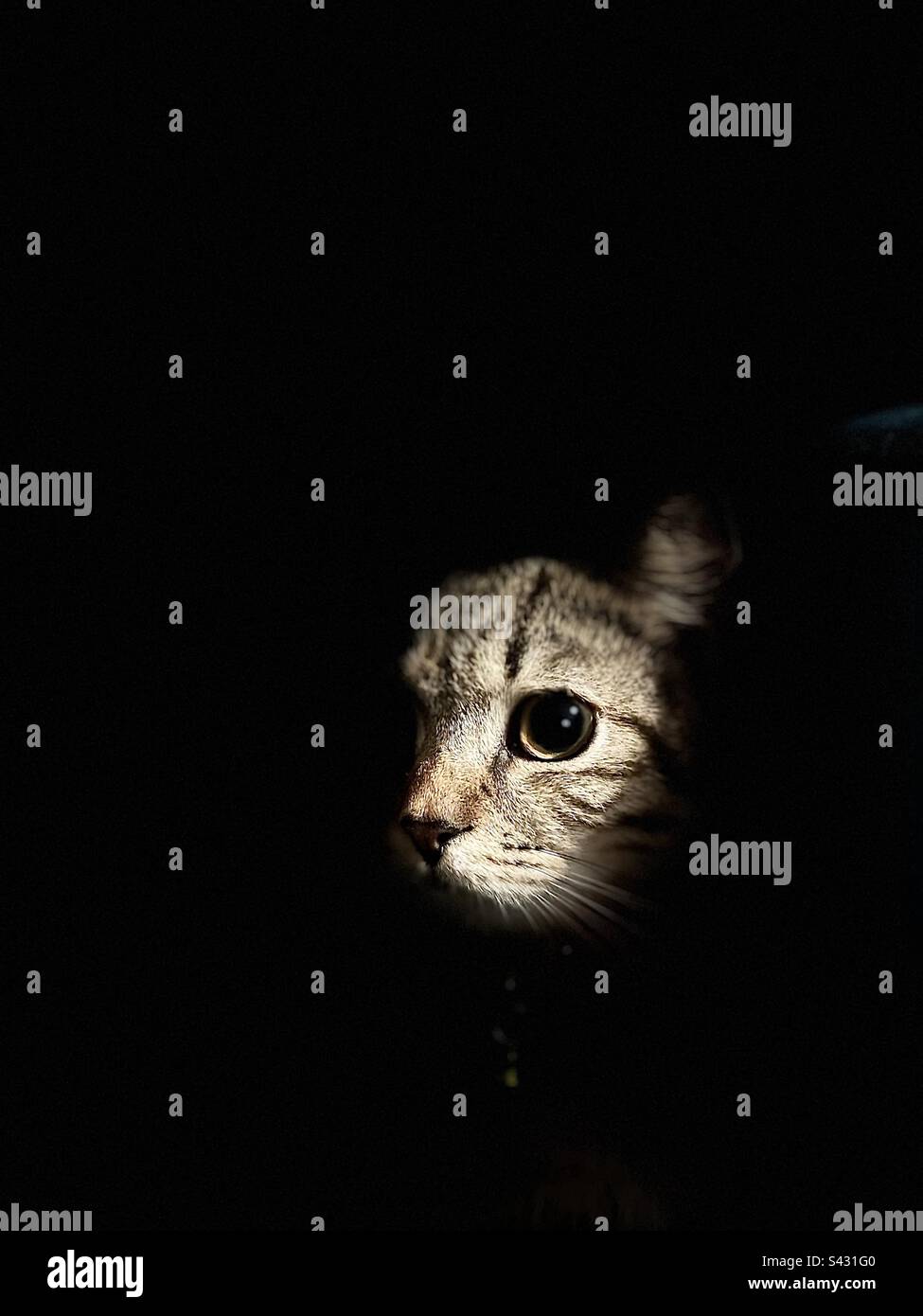 Un gatto in una stanza buia Foto Stock