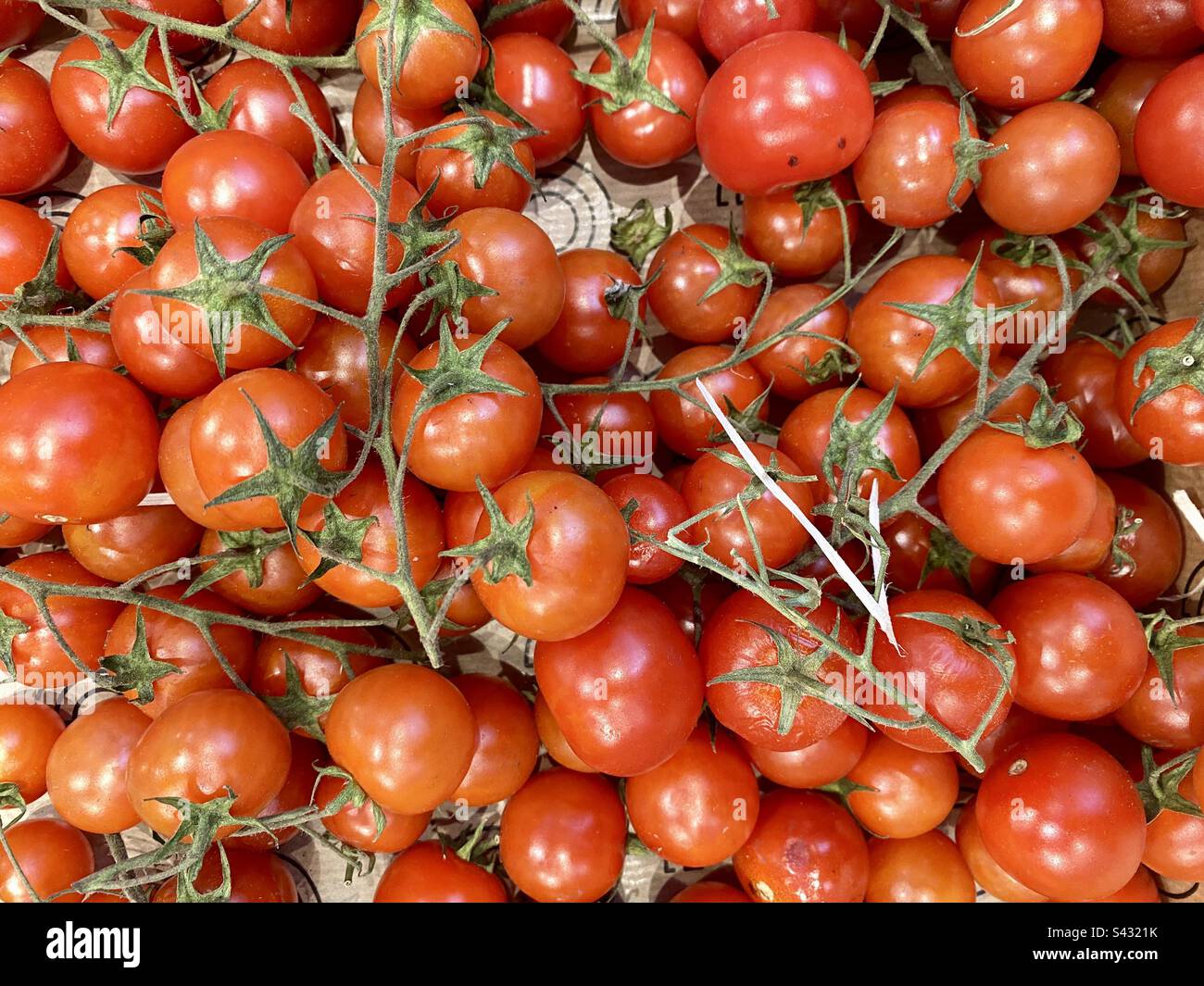 Pomodori ciliegini freschi di vite - Immagine stock catturata con smartphone
